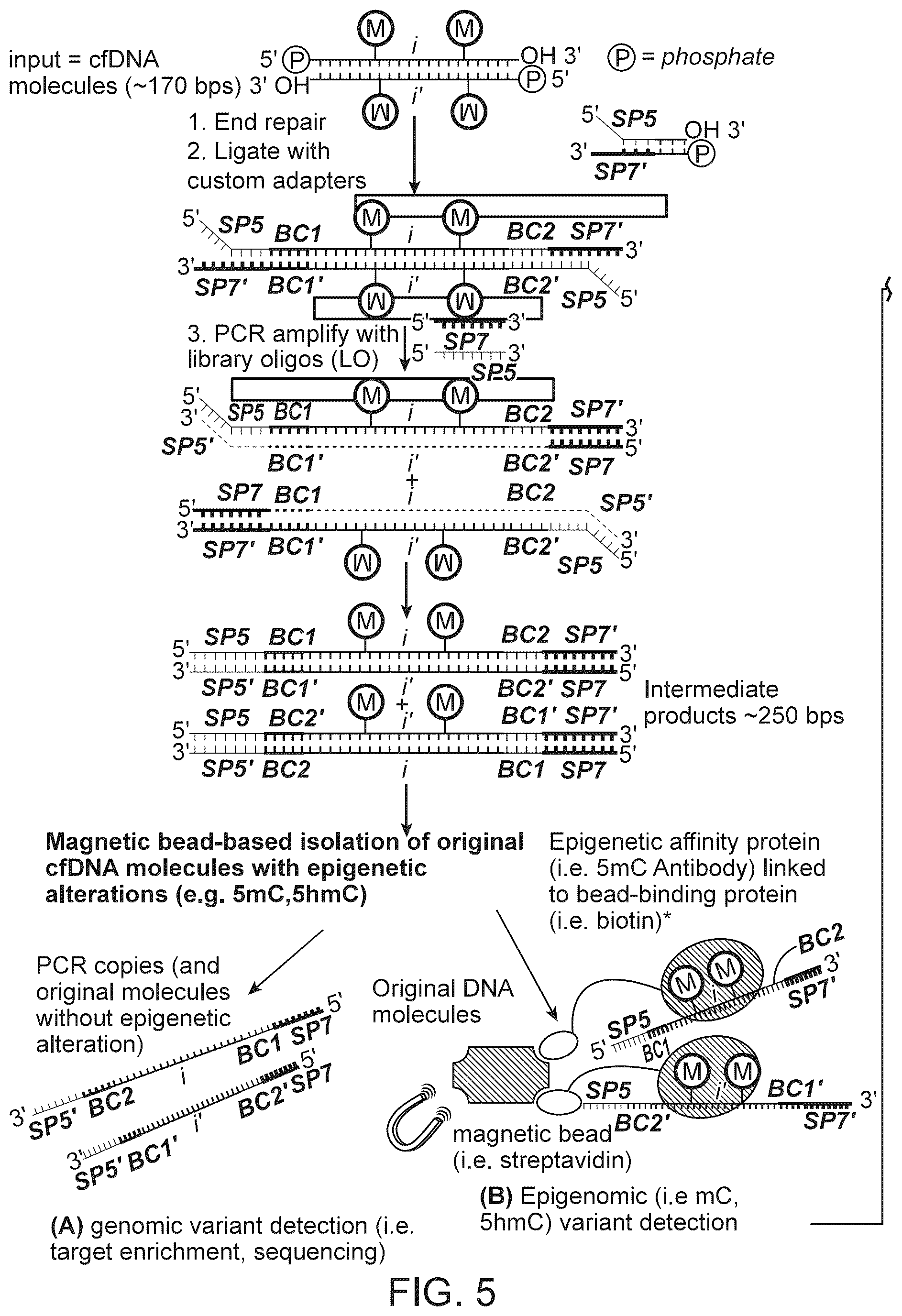 Patent US12359245 Figure 6 – Methods and systems for analyzing nucleic acid molecules