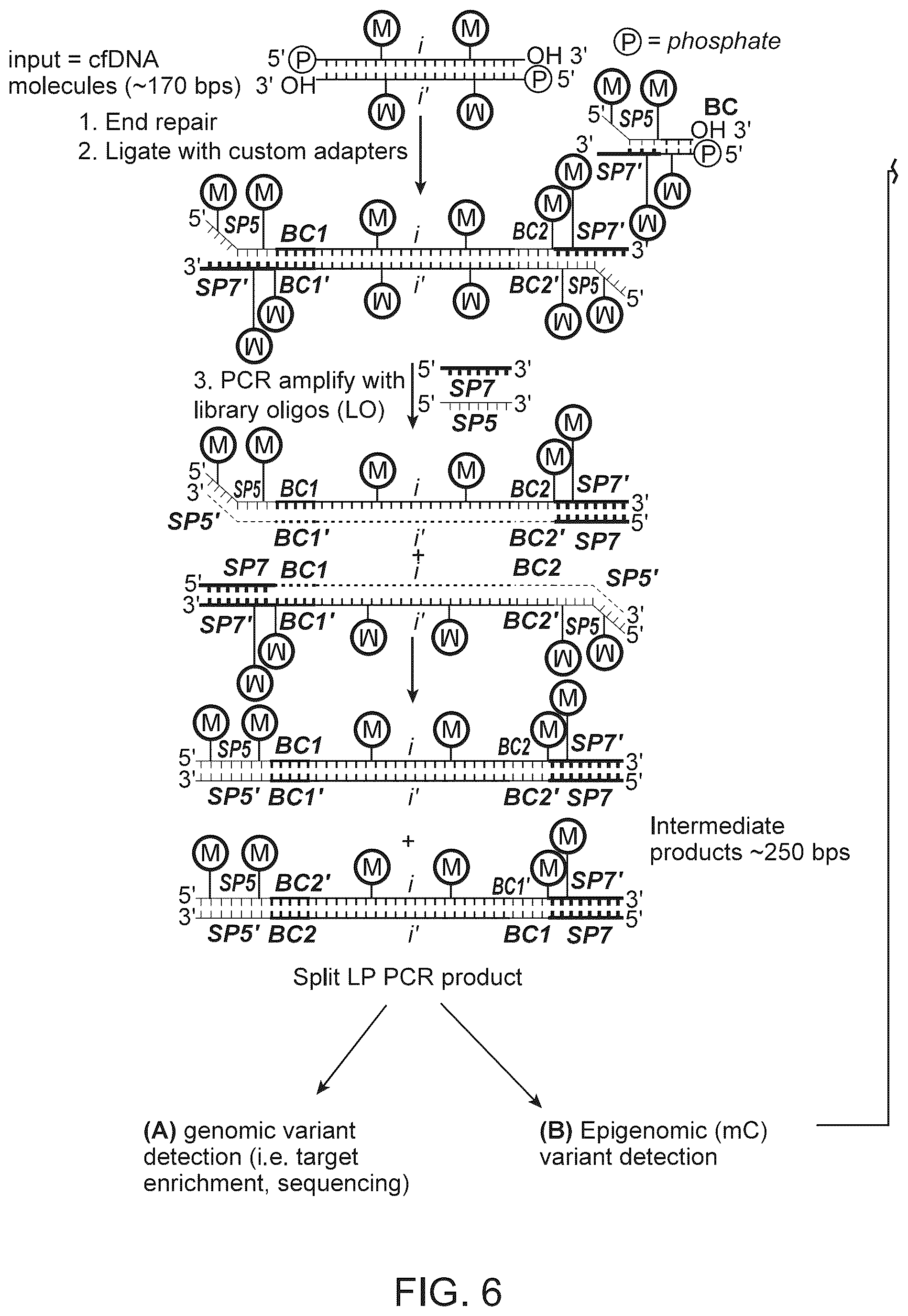 Patent US12359245 Figure 8 – Methods and systems for analyzing nucleic acid molecules