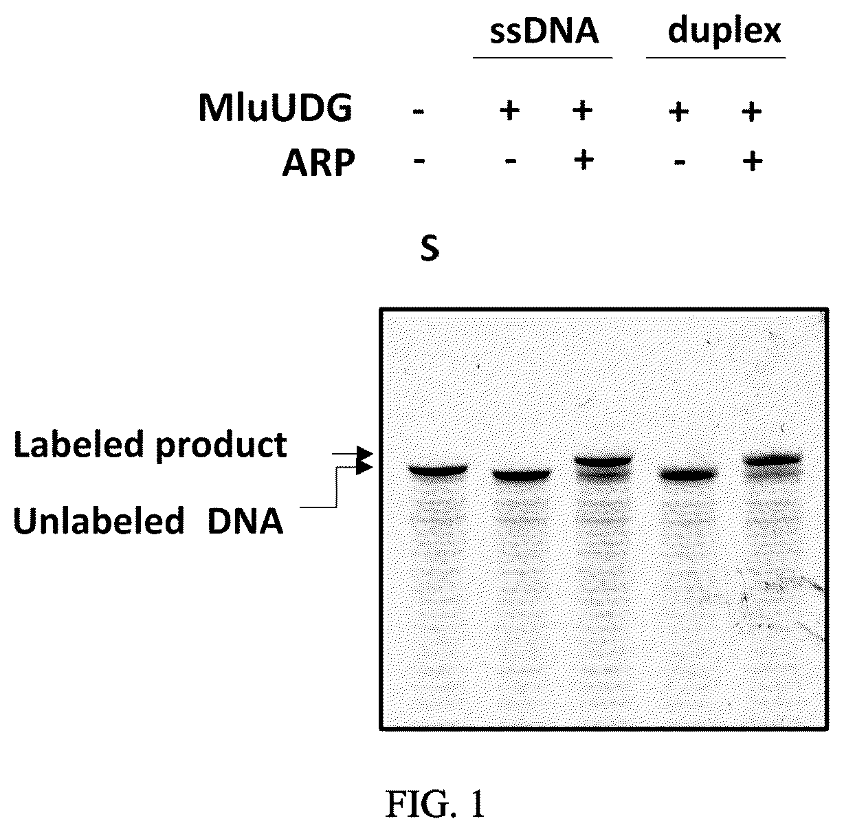 Patent US12359246 Figure 1 – Method, kit and system for end labeling of nucleic acids