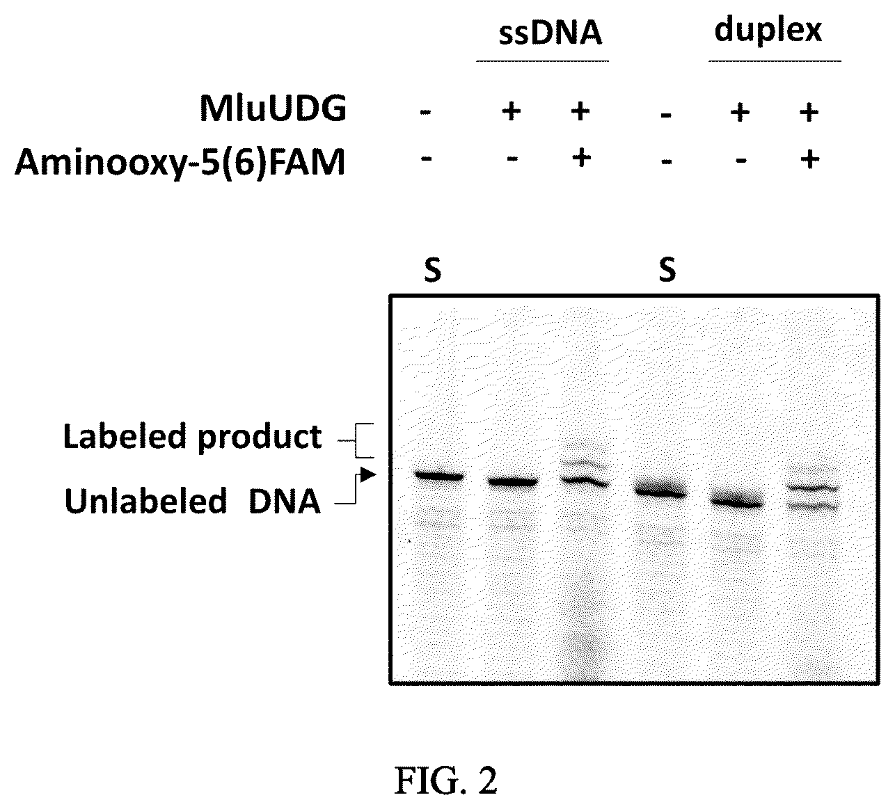 Patent US12359246 Figure 2 – Method, kit and system for end labeling of nucleic acids