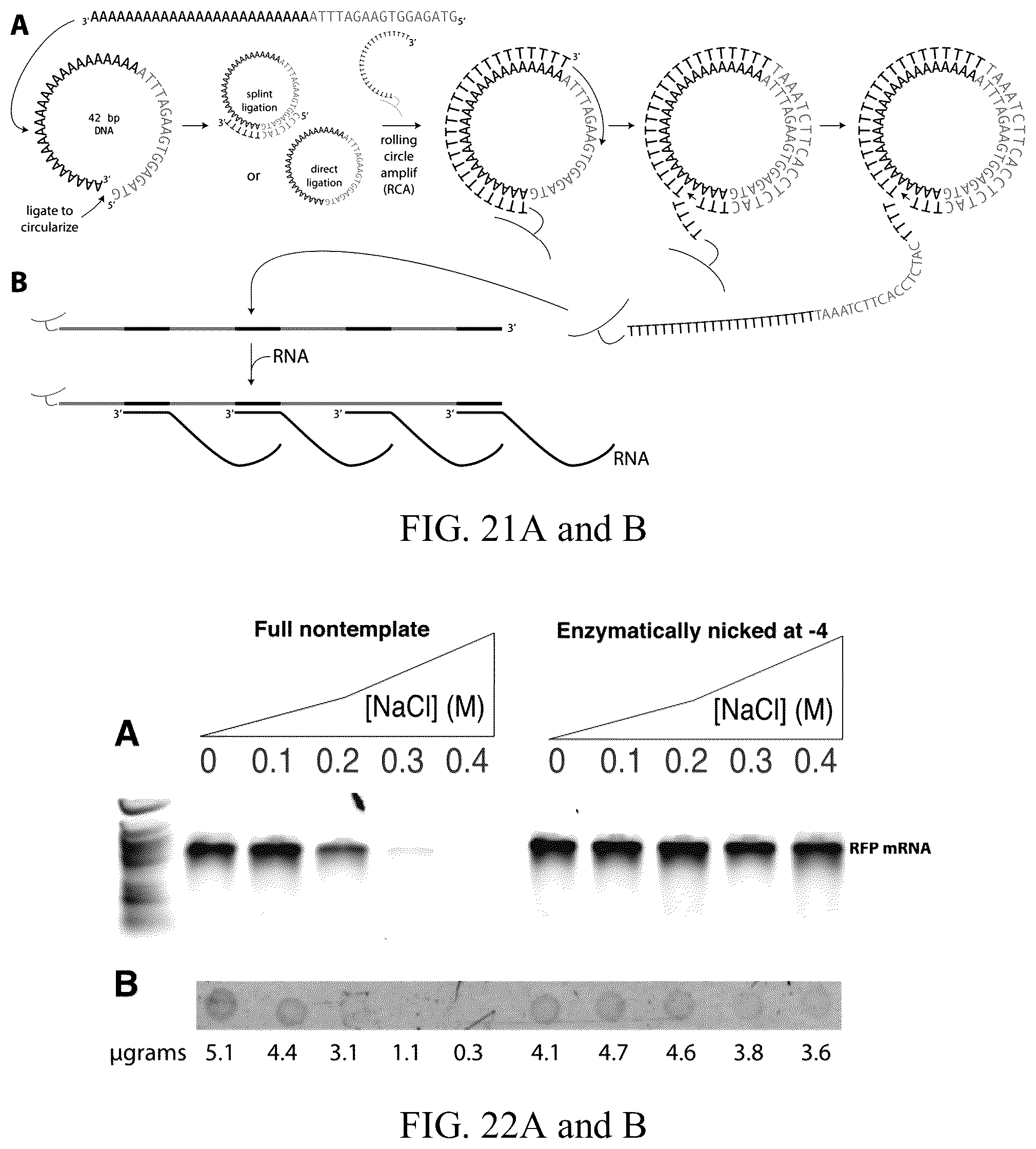 Patent US12359248 Figure 11 – Enzymatic methods to generate high yields of sequence specific RNAs with extreme precision