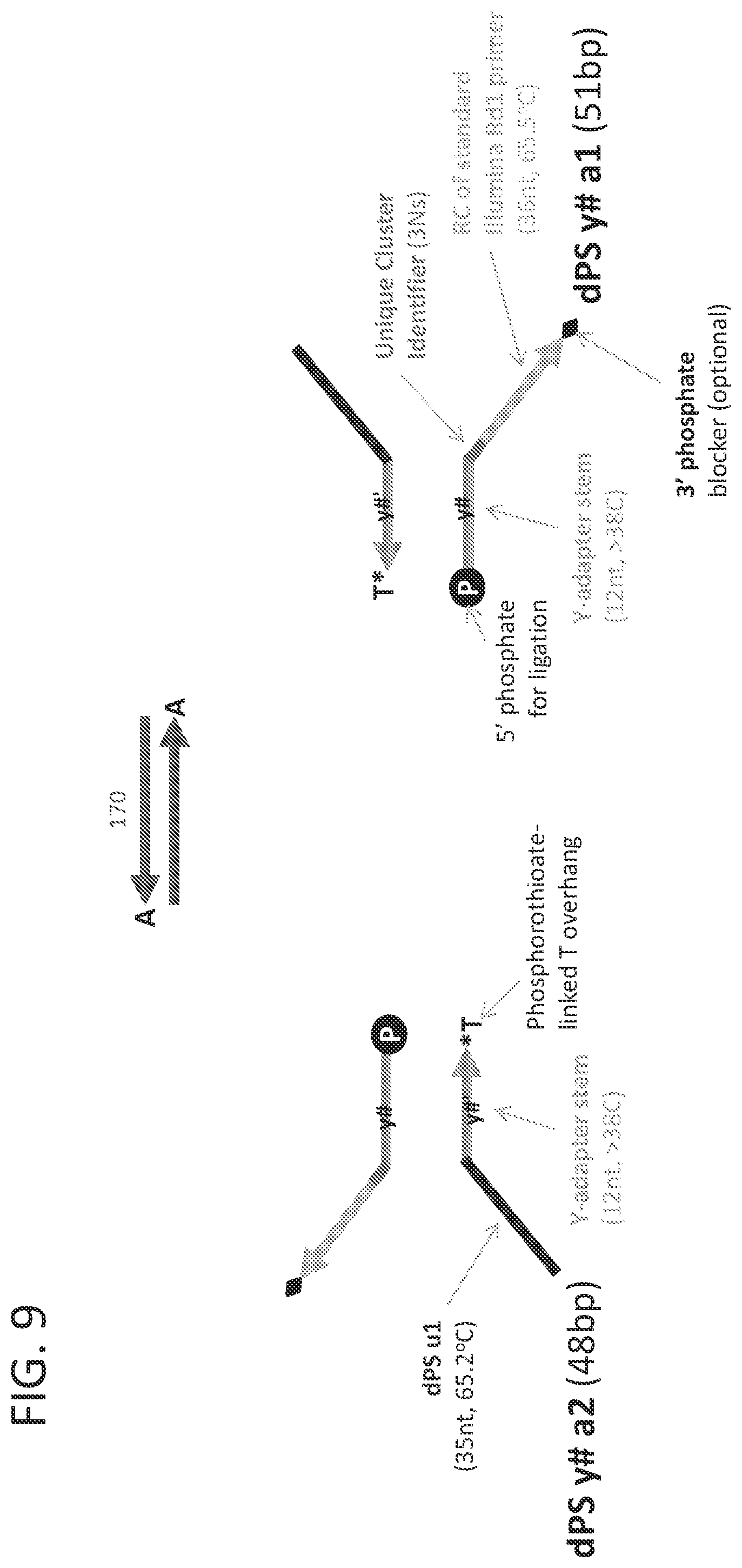 Patent US12359251 Figure 12 – Linked target capture