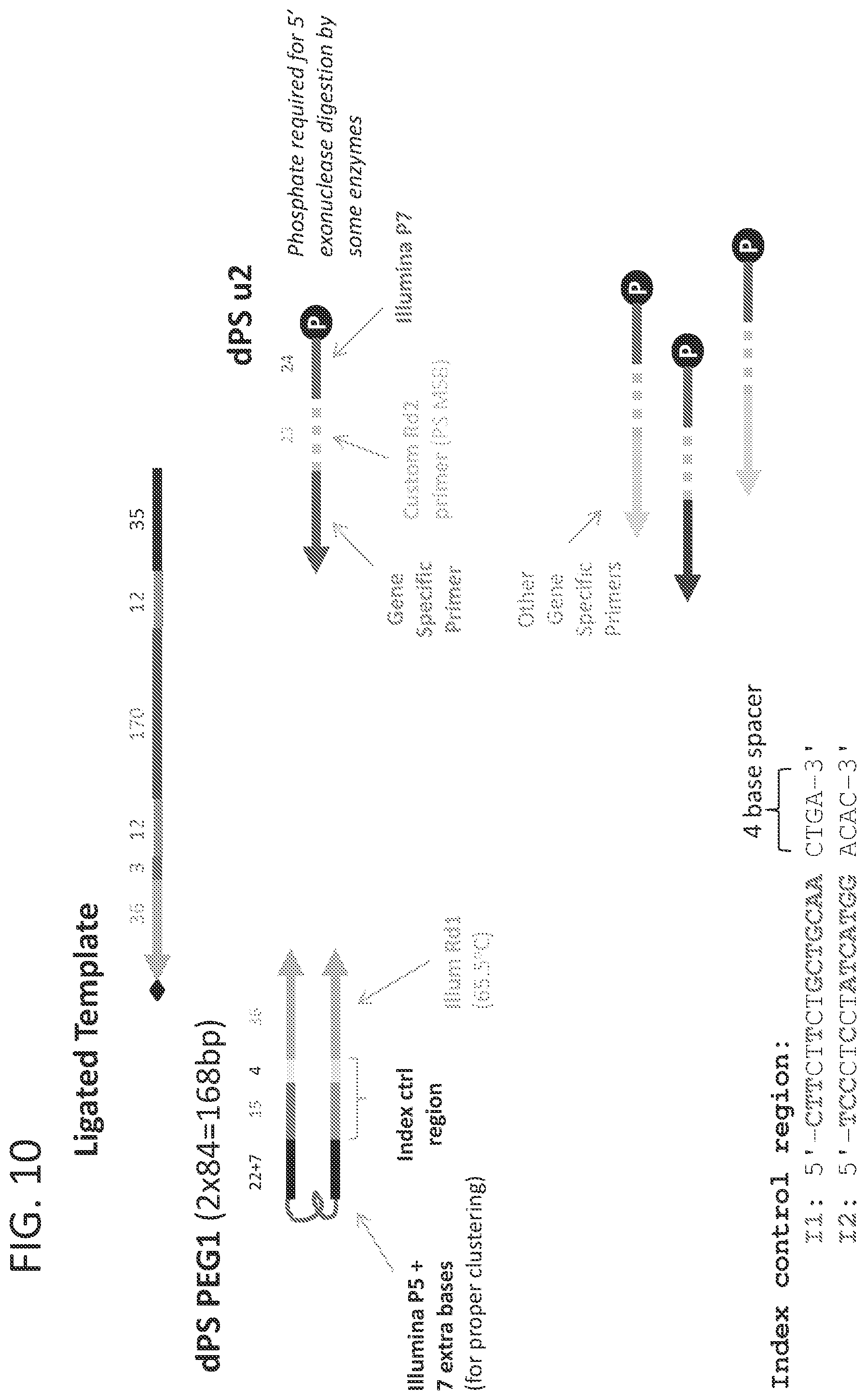 Patent US12359251 Figure 13 – Linked target capture