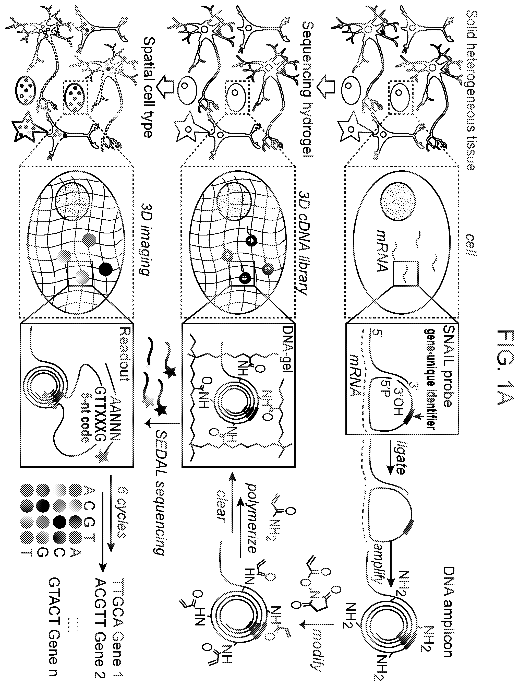 Patent US12359253 Figure 1 – Method of in situ gene sequencing