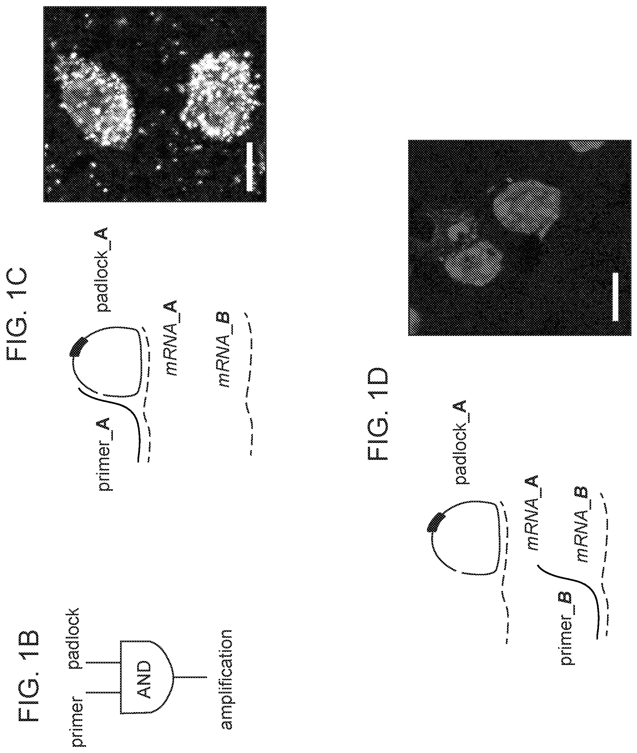 Patent US12359253 Figure 2 – Method of in situ gene sequencing