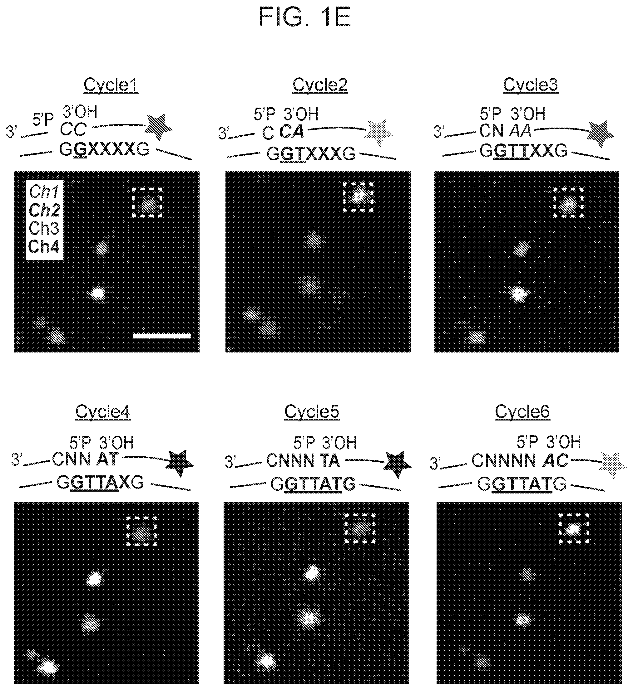 Patent US12359253 Figure 3 – Method of in situ gene sequencing