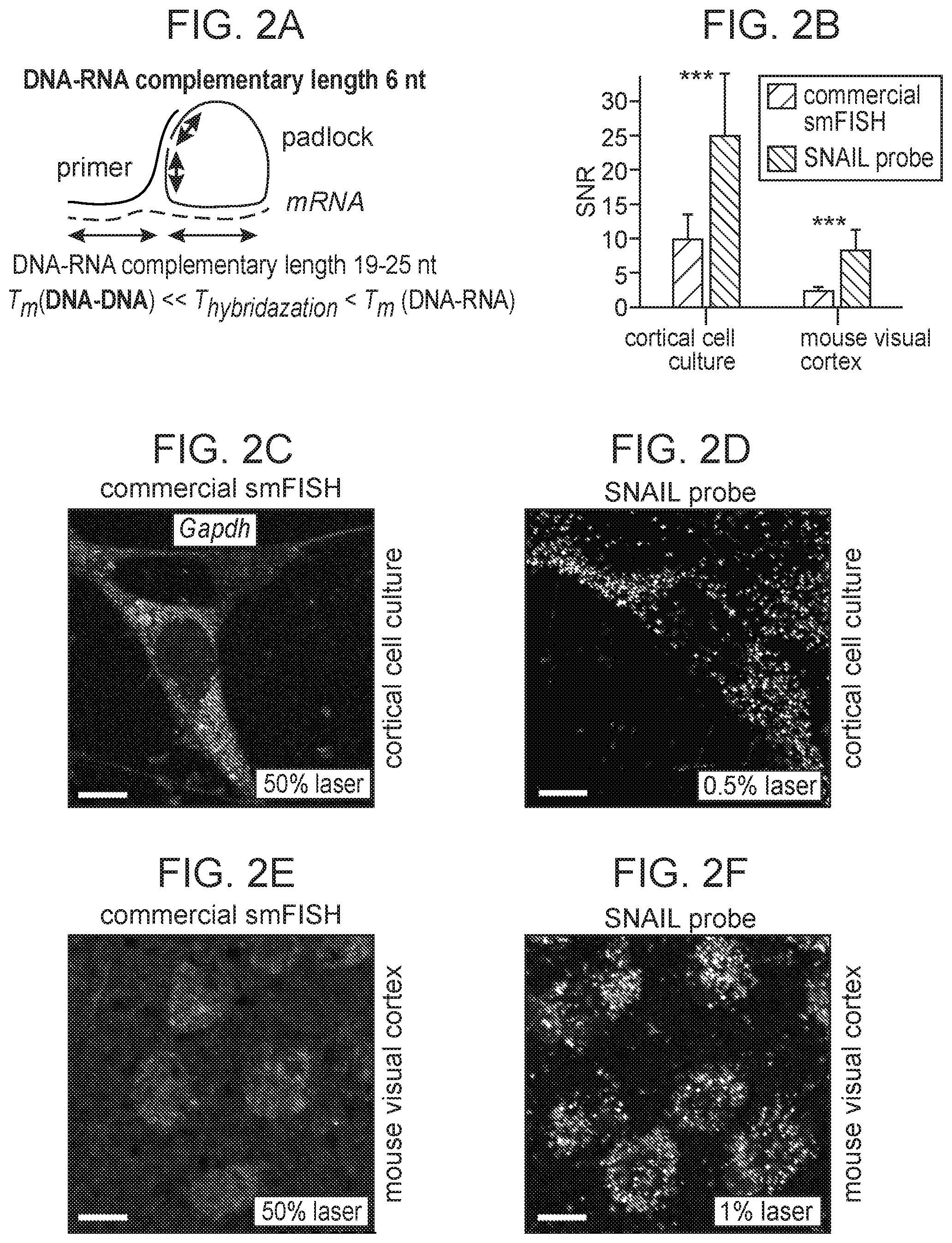 Patent US12359253 Figure 4 – Method of in situ gene sequencing