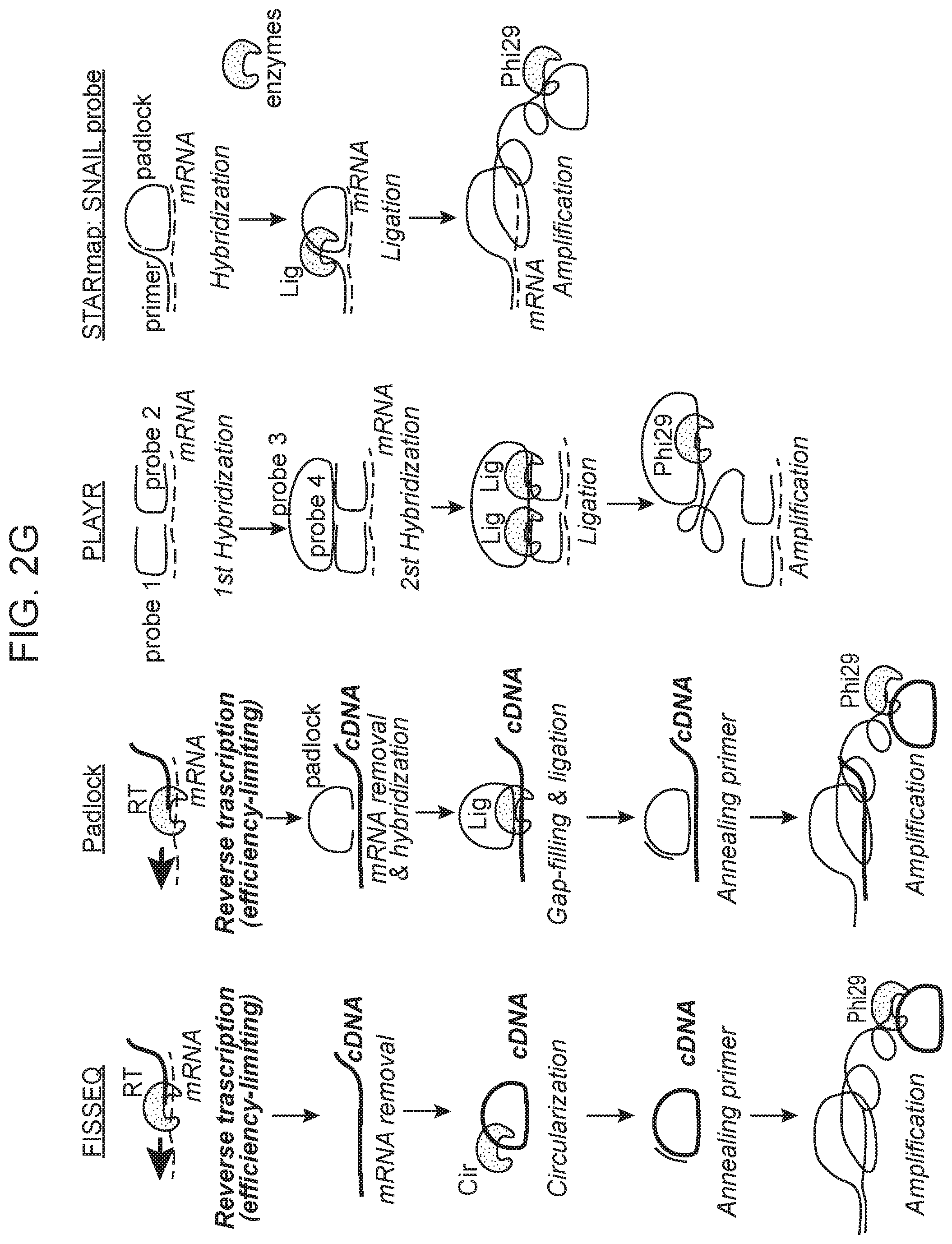 Patent US12359253 Figure 5 – Method of in situ gene sequencing