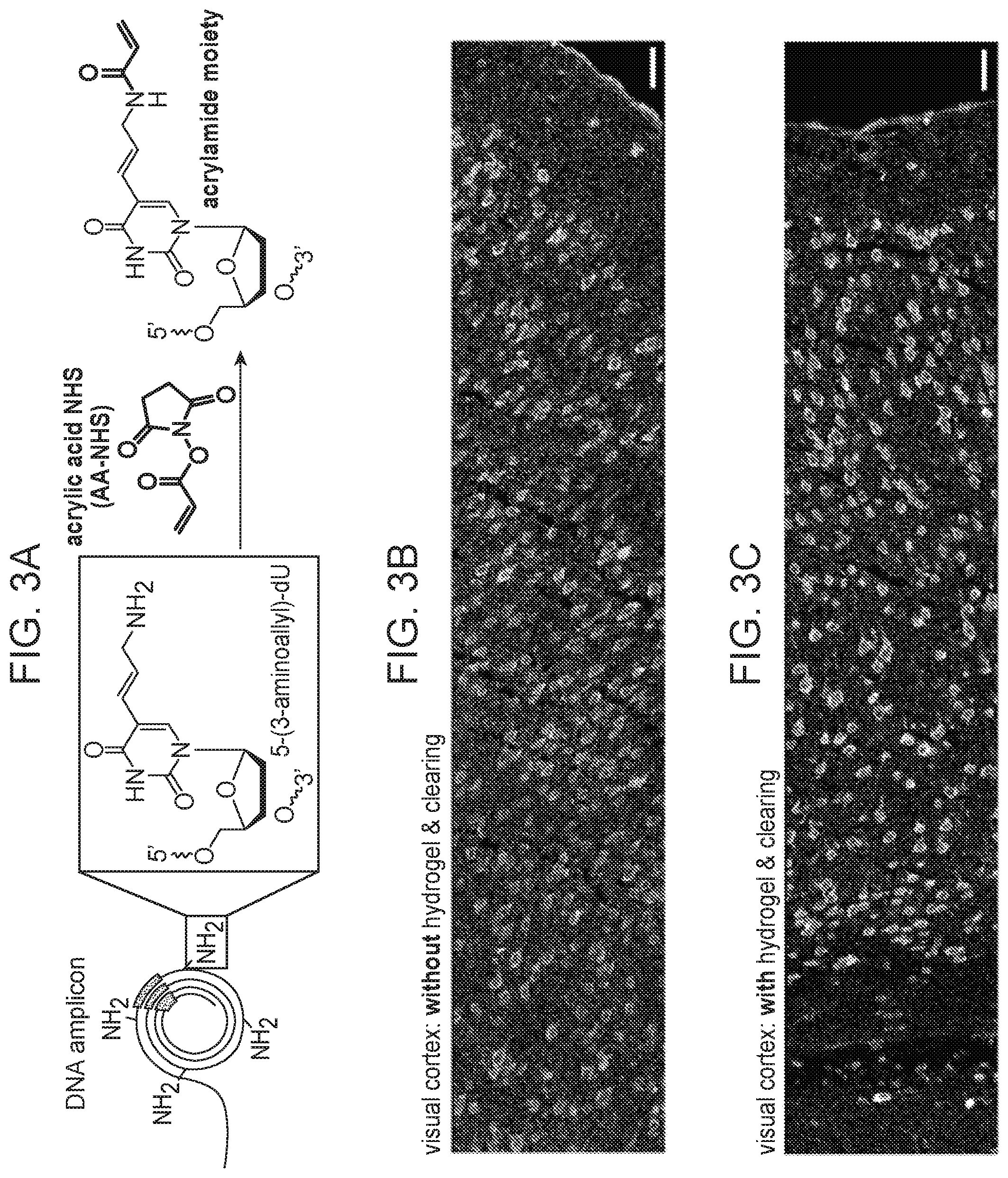 Patent US12359253 Figure 7 – Method of in situ gene sequencing