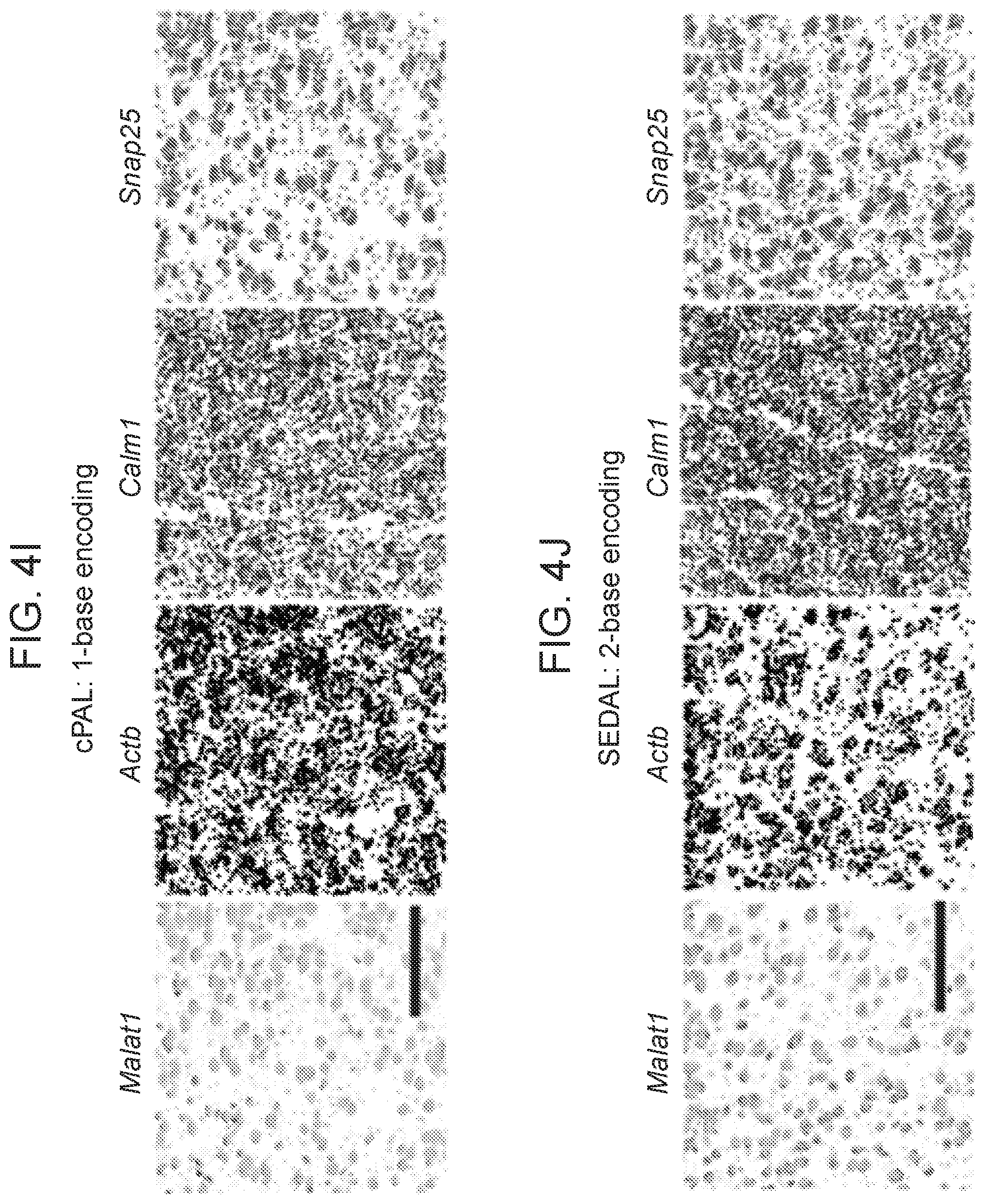 Patent US12359253 Figure 12 – Method of in situ gene sequencing