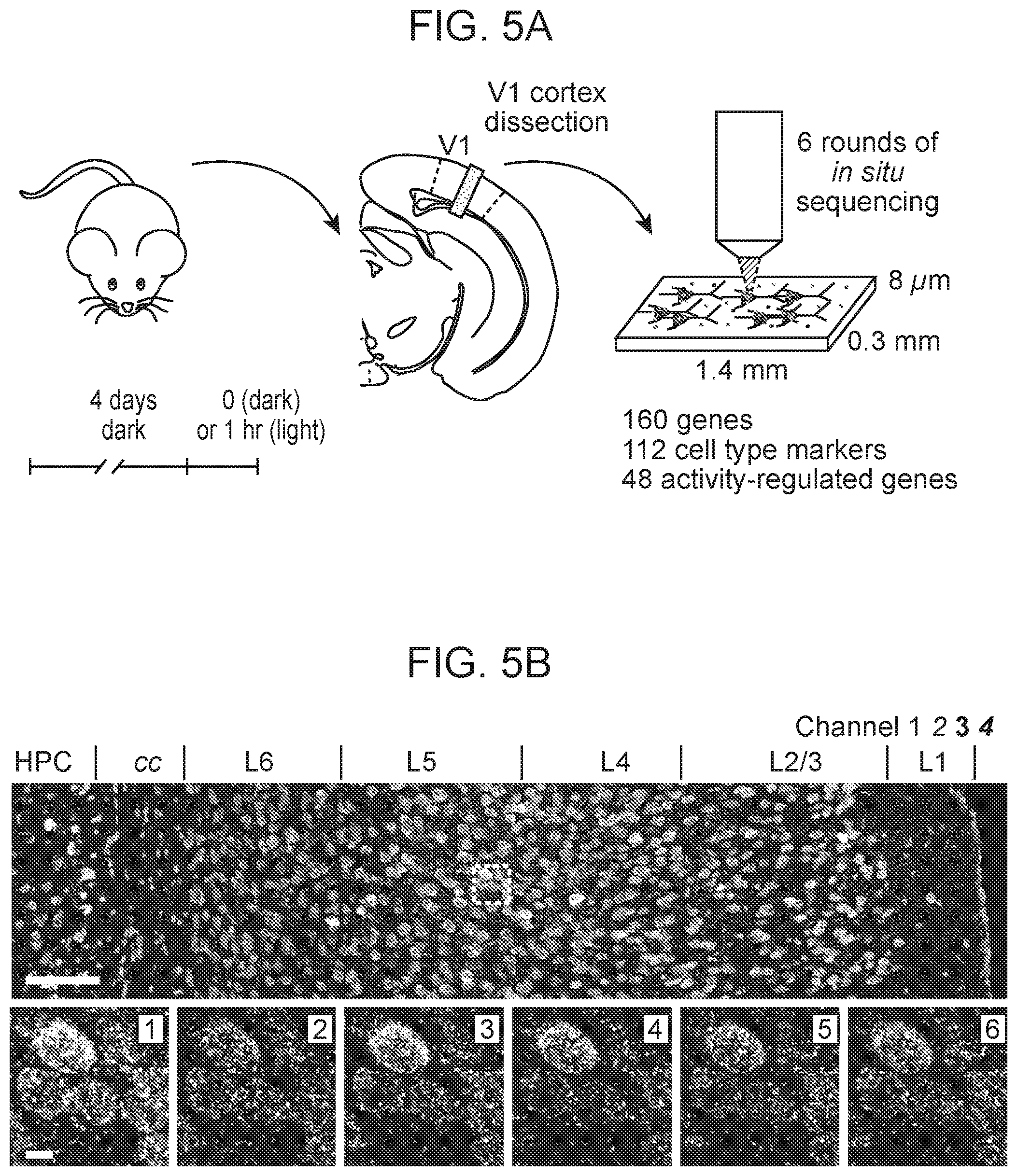 Patent US12359253 Figure 14 – Method of in situ gene sequencing
