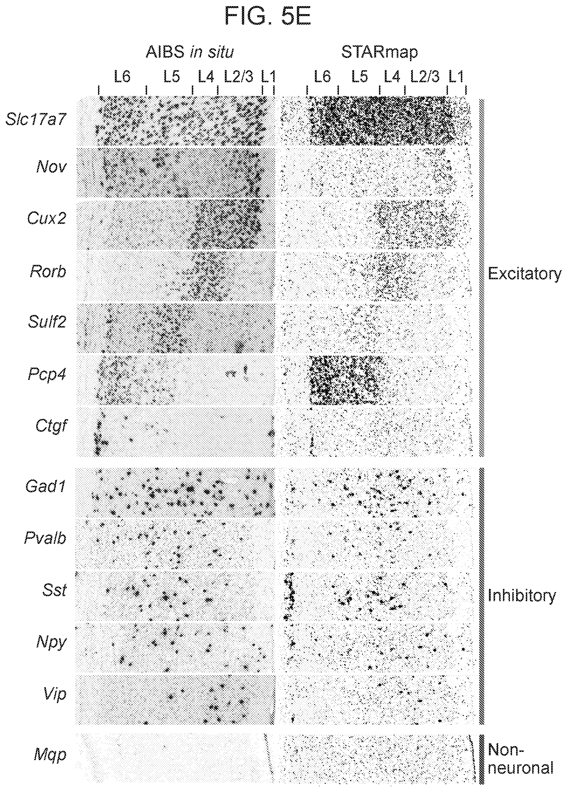 Patent US12359253 Figure 16 – Method of in situ gene sequencing