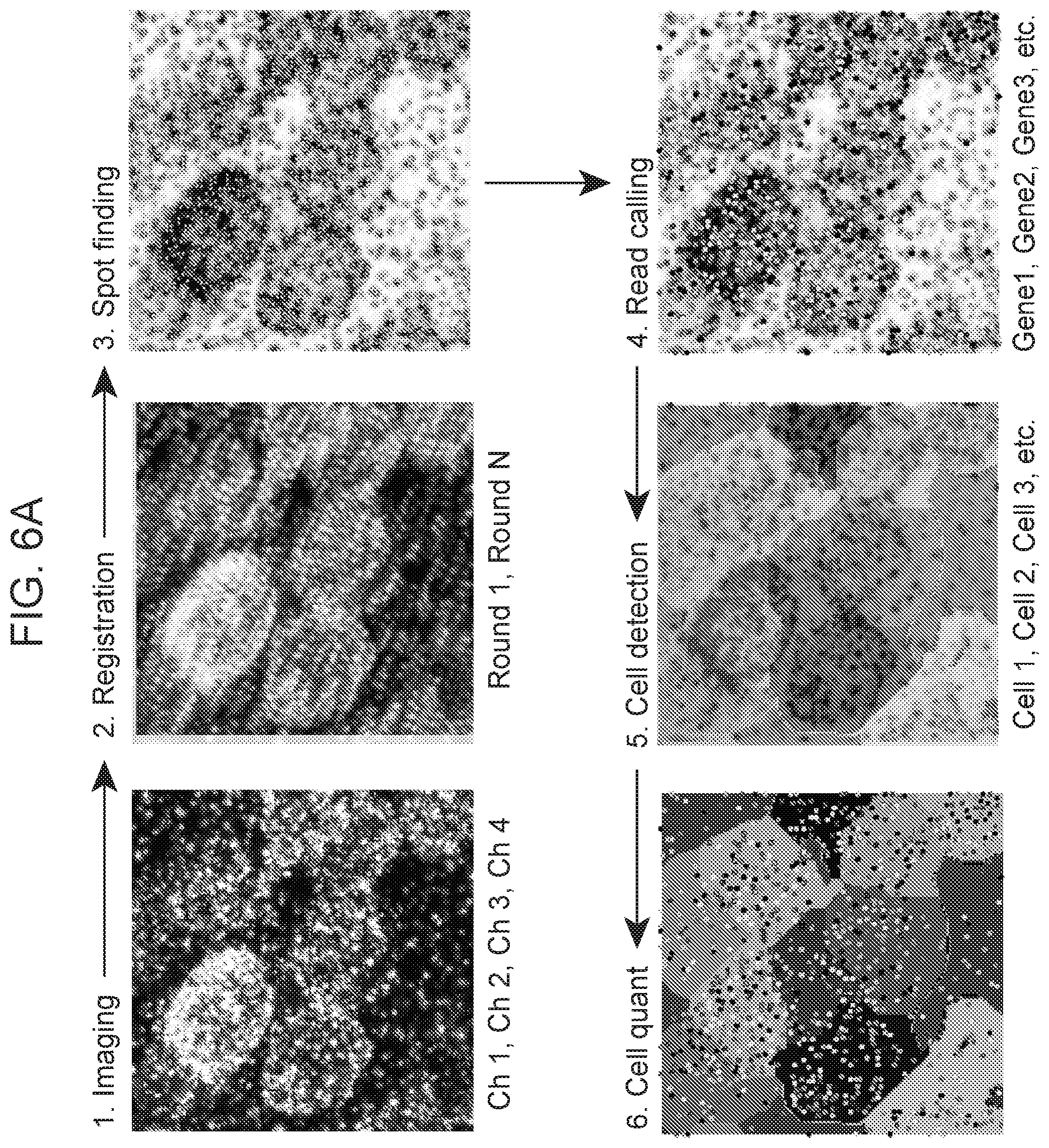 Patent US12359253 Figure 20 – Method of in situ gene sequencing