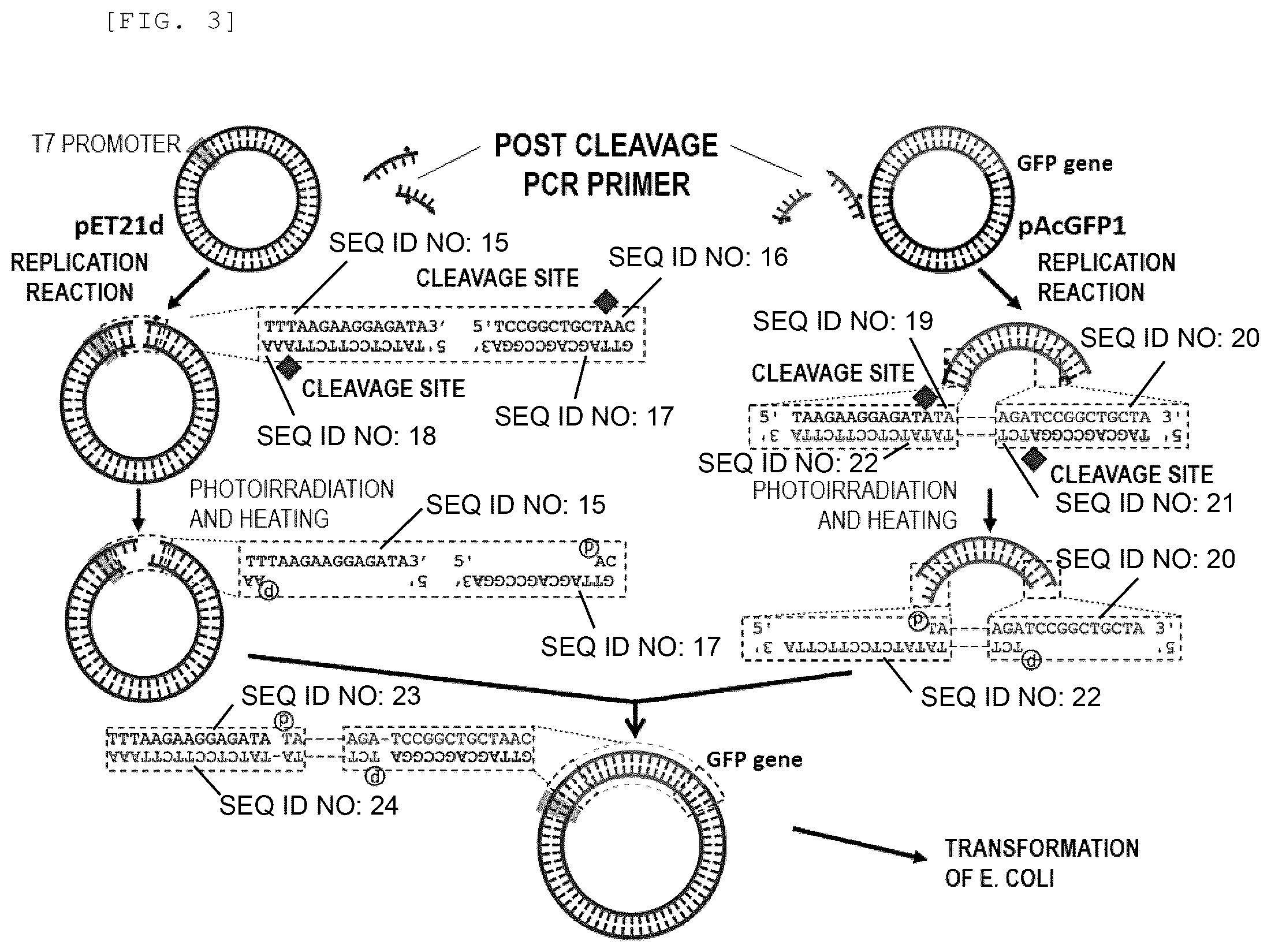 Patent US12359254 Figure 2 – Primer, device for producing double-stranded DNA using primer, and method for producing double-stranded DNA using primer