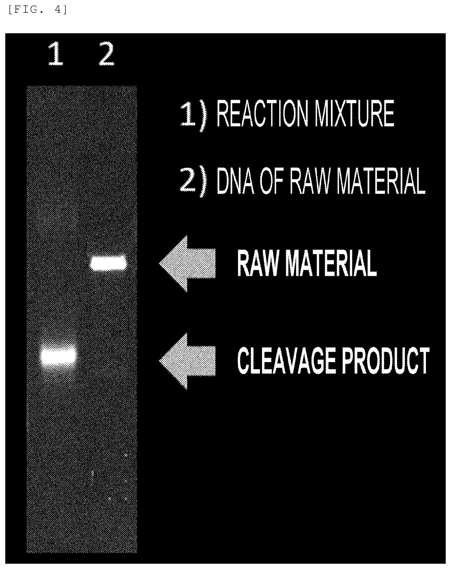 Patent US12359254 Figure 3 – Primer, device for producing double-stranded DNA using primer, and method for producing double-stranded DNA using primer