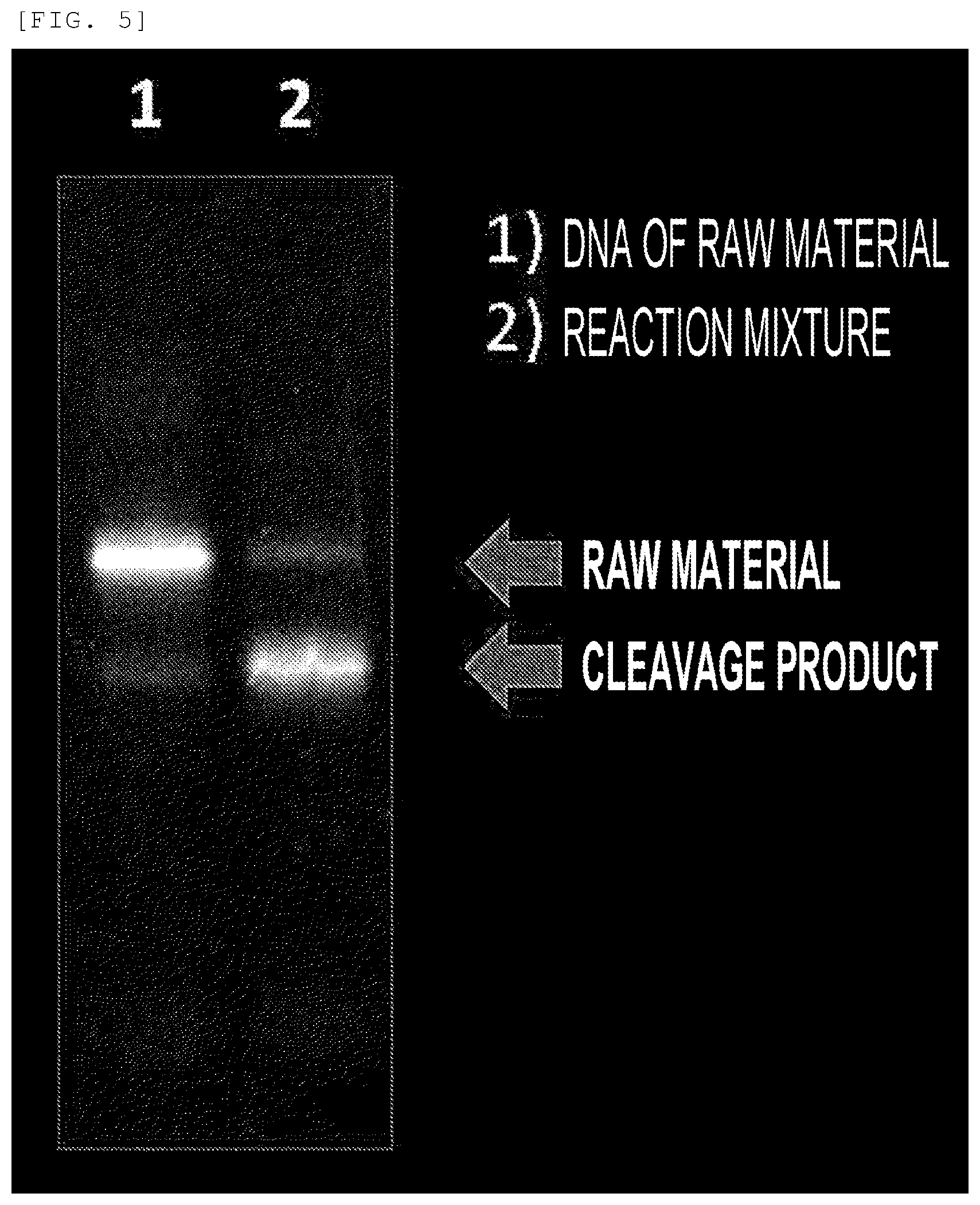 Patent US12359254 Figure 4 – Primer, device for producing double-stranded DNA using primer, and method for producing double-stranded DNA using primer