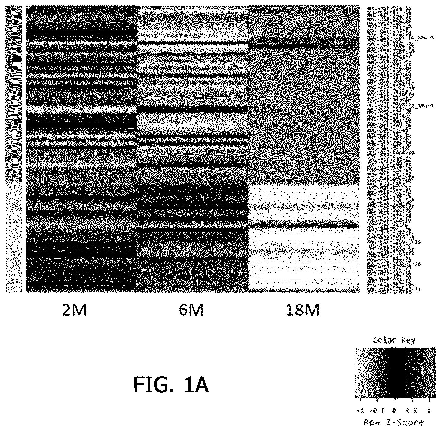Patent US12359255 Figure 1 – Method for determining decrease in functions of hippocampus by using correlation between micro RNA and NMDA receptor, method for inhibiting decrease in functions, and method for screening for inhibitors of decrease in functions