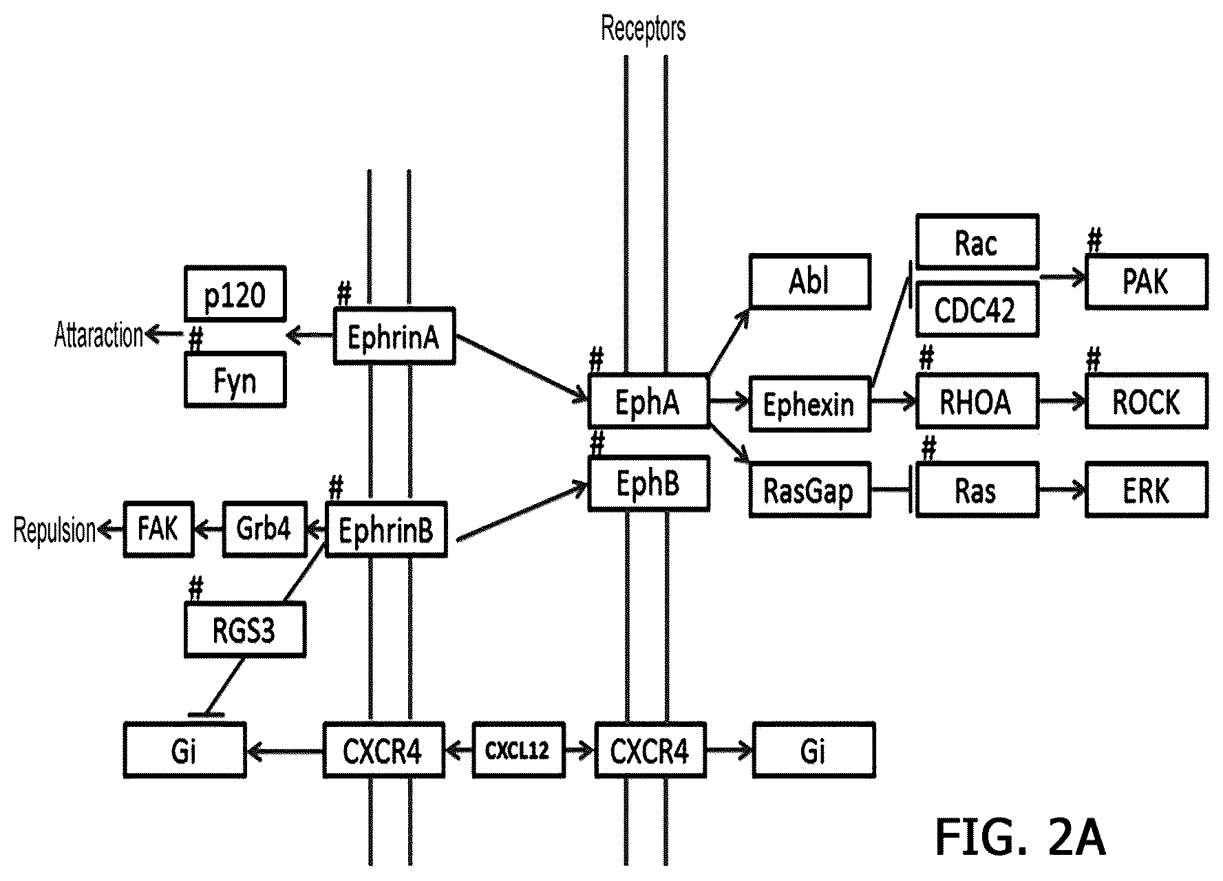 Patent US12359255 Figure 4 – Method for determining decrease in functions of hippocampus by using correlation between micro RNA and NMDA receptor, method for inhibiting decrease in functions, and method for screening for inhibitors of decrease in functions