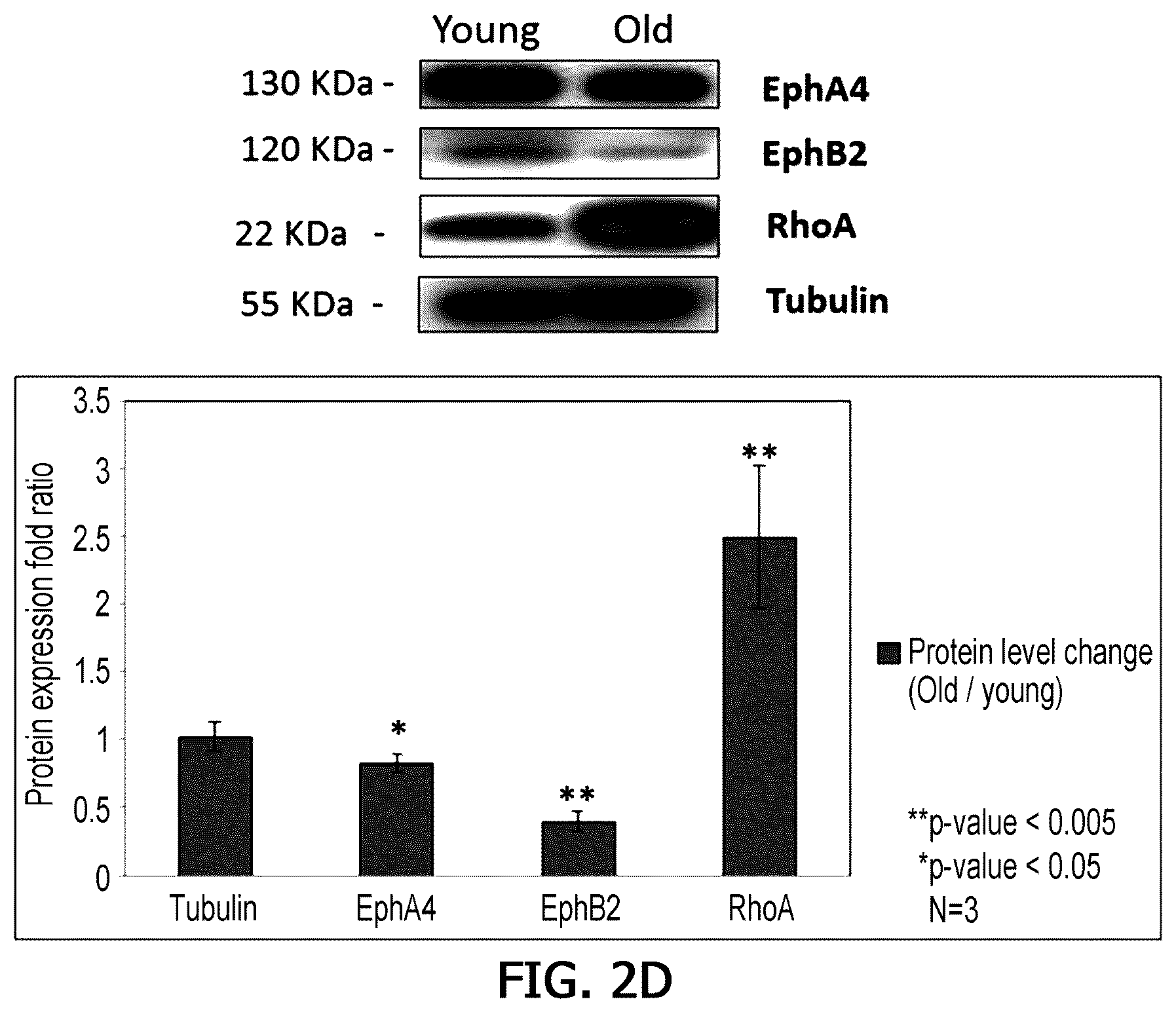 Patent US12359255 Figure 7 – Method for determining decrease in functions of hippocampus by using correlation between micro RNA and NMDA receptor, method for inhibiting decrease in functions, and method for screening for inhibitors of decrease in functions
