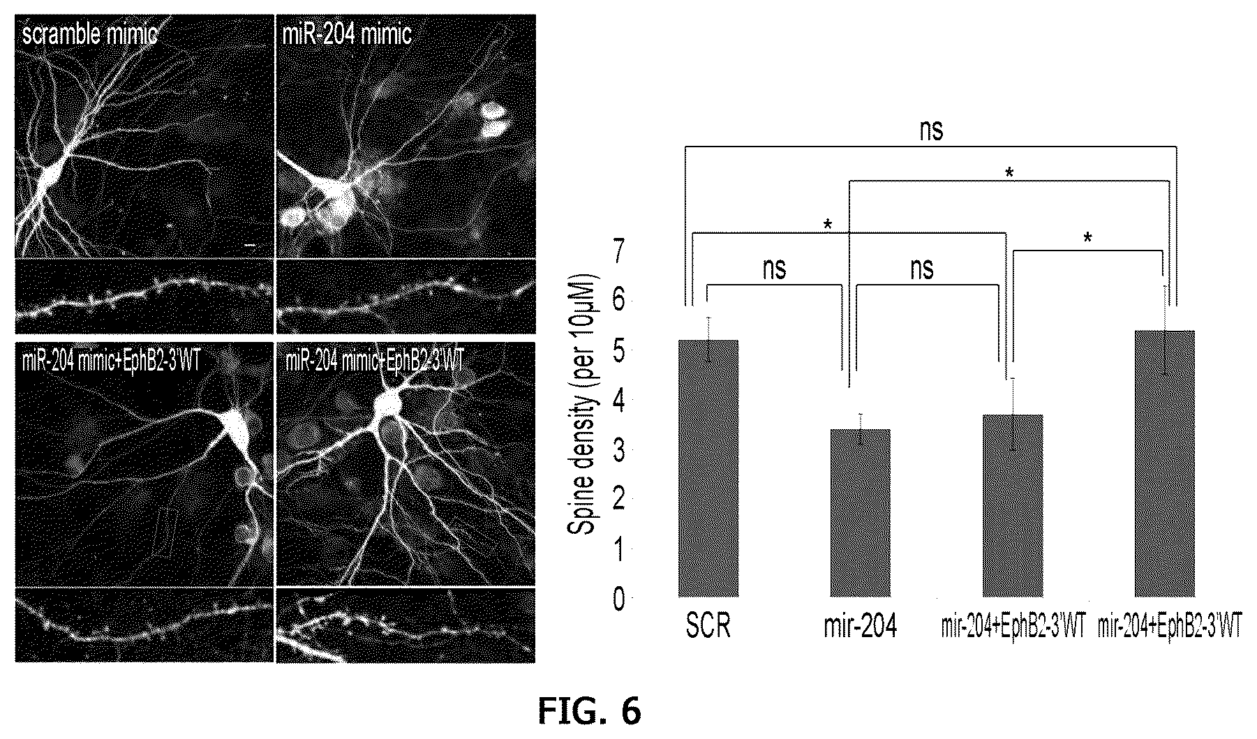 Patent US12359255 Figure 13 – Method for determining decrease in functions of hippocampus by using correlation between micro RNA and NMDA receptor, method for inhibiting decrease in functions, and method for screening for inhibitors of decrease in functions