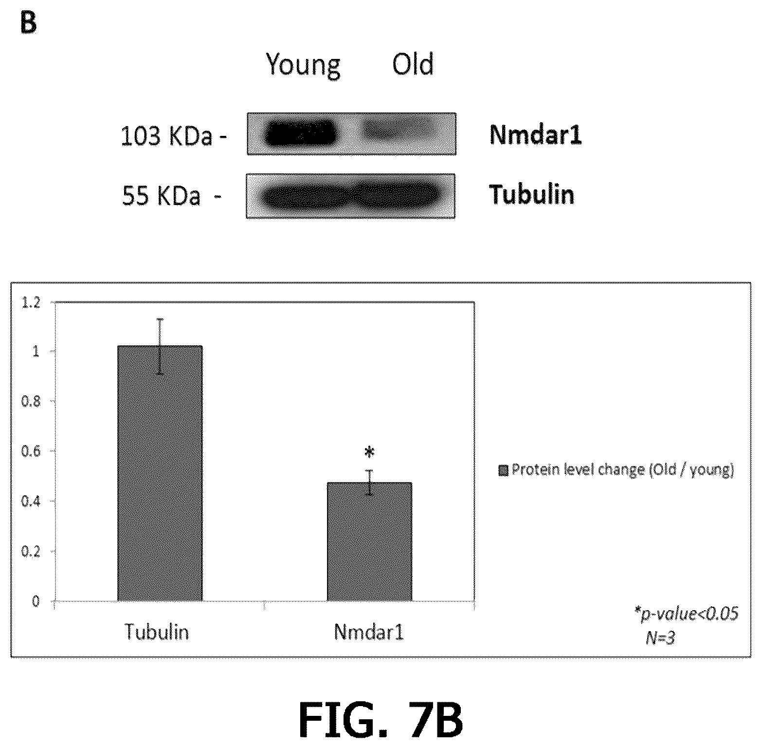 Patent US12359255 Figure 15 – Method for determining decrease in functions of hippocampus by using correlation between micro RNA and NMDA receptor, method for inhibiting decrease in functions, and method for screening for inhibitors of decrease in functions