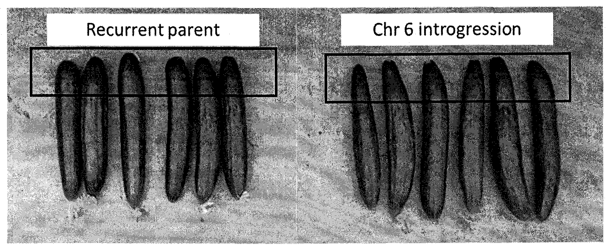 Patent US12359263 Figure 1 – Cucumber plants with improved pest resistance