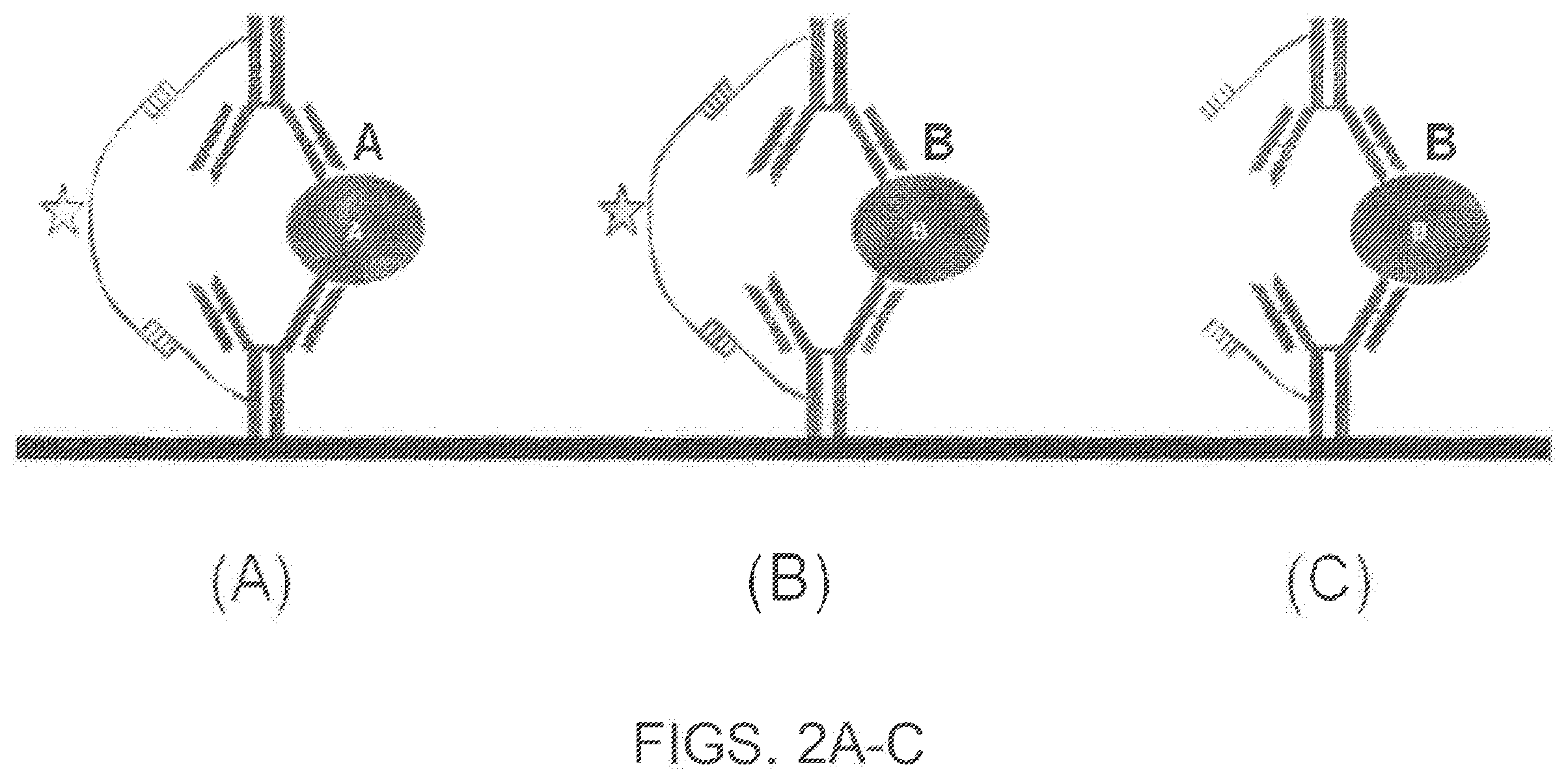 Patent US12359264 Figure 2 – Co-binder assisted assay methods