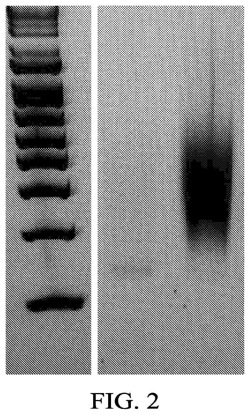 Patent US12359266 Figure 2 – Tiled ClickSeq for targeted virus whole genome sequencing