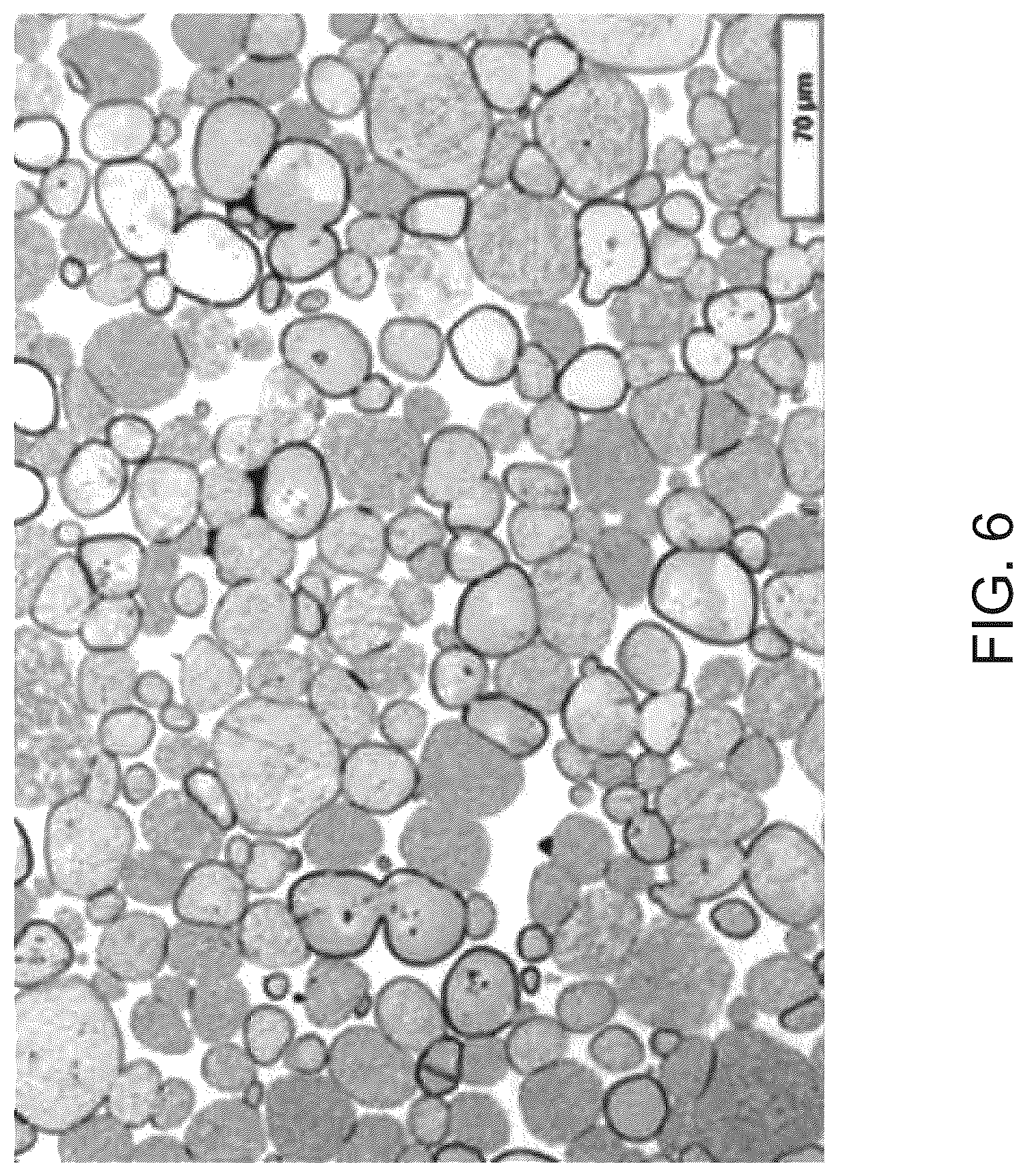 Patent US12359290 Figure 6 – Tungsten heavy metal alloy powders and methods of forming them