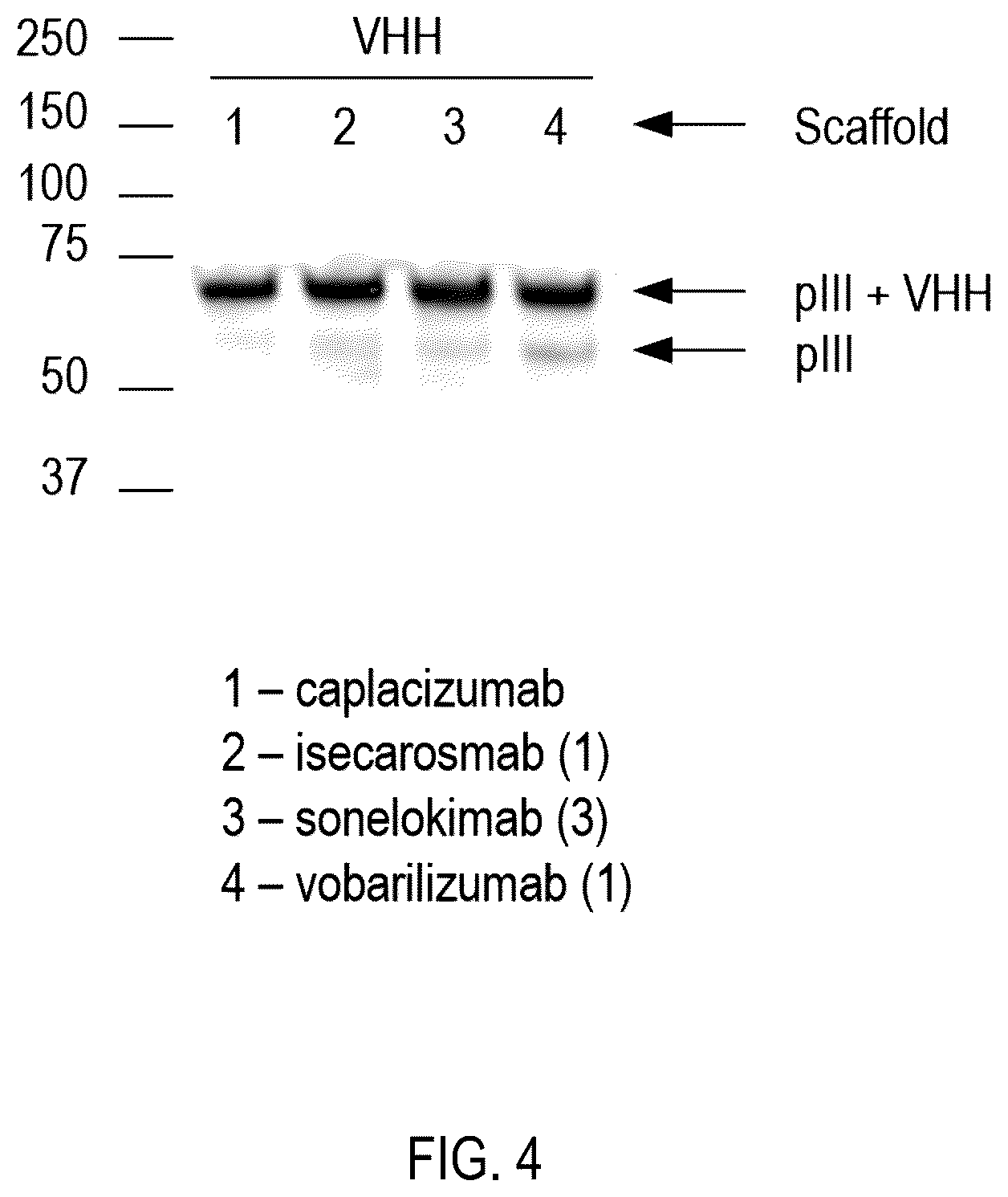 Patent US12359345 Figure 4 – Single domain antibody libraries with maximized antibody developability characteristics