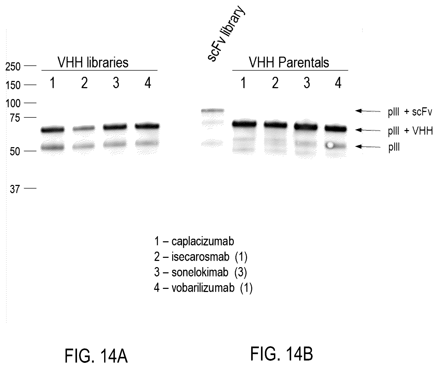 Patent US12359345 Figure 12 – Single domain antibody libraries with maximized antibody developability characteristics