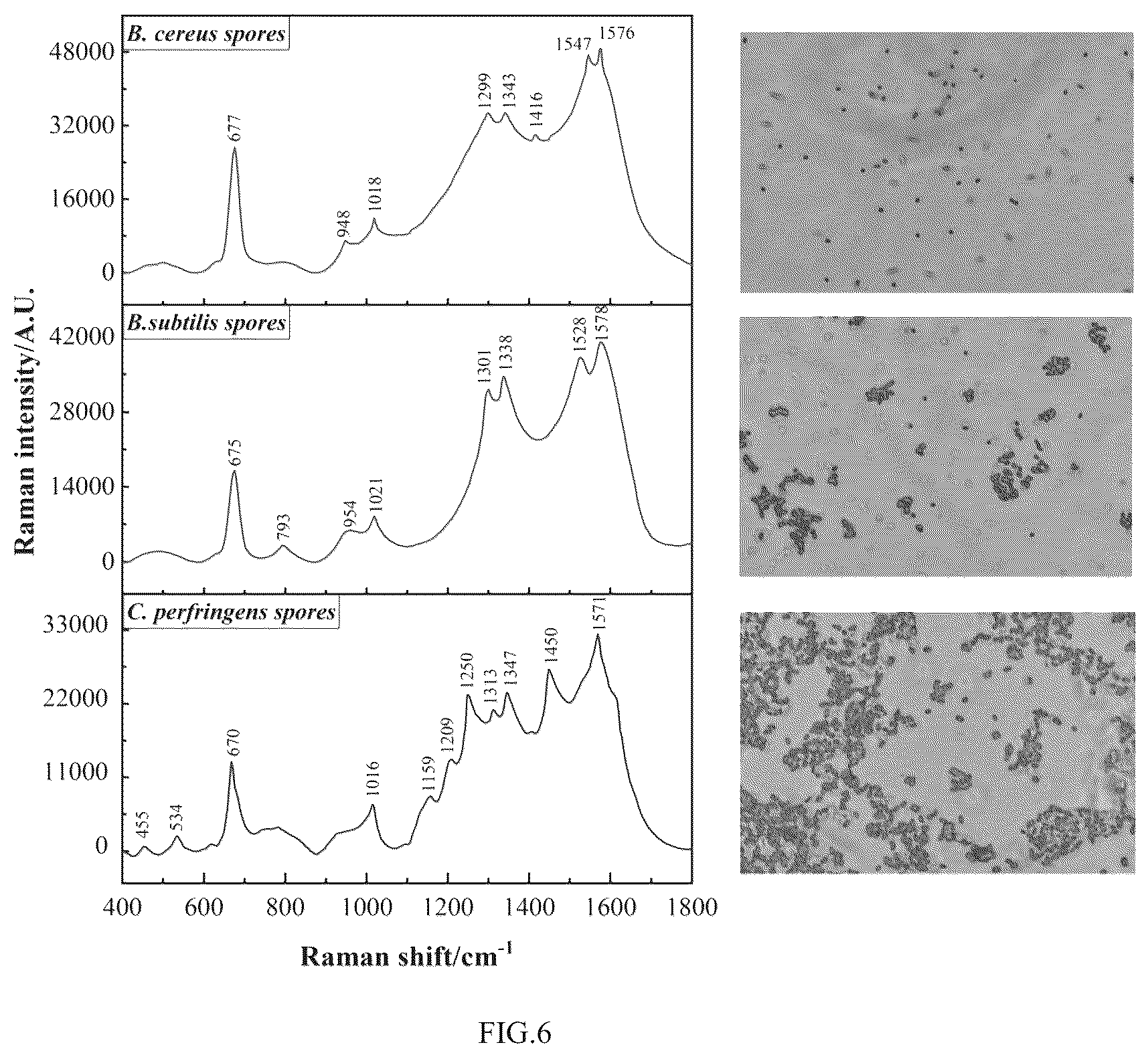 Patent US12360046 Figure 6 – Method for preparing AgNPs@Sasp substrate material and application thereof