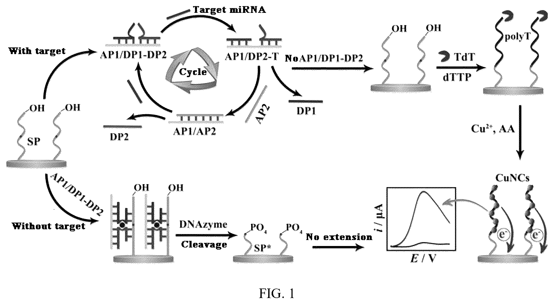 Patent US12360075 Figure 1 – Construction method and application of microRNA electrochemical biosensor