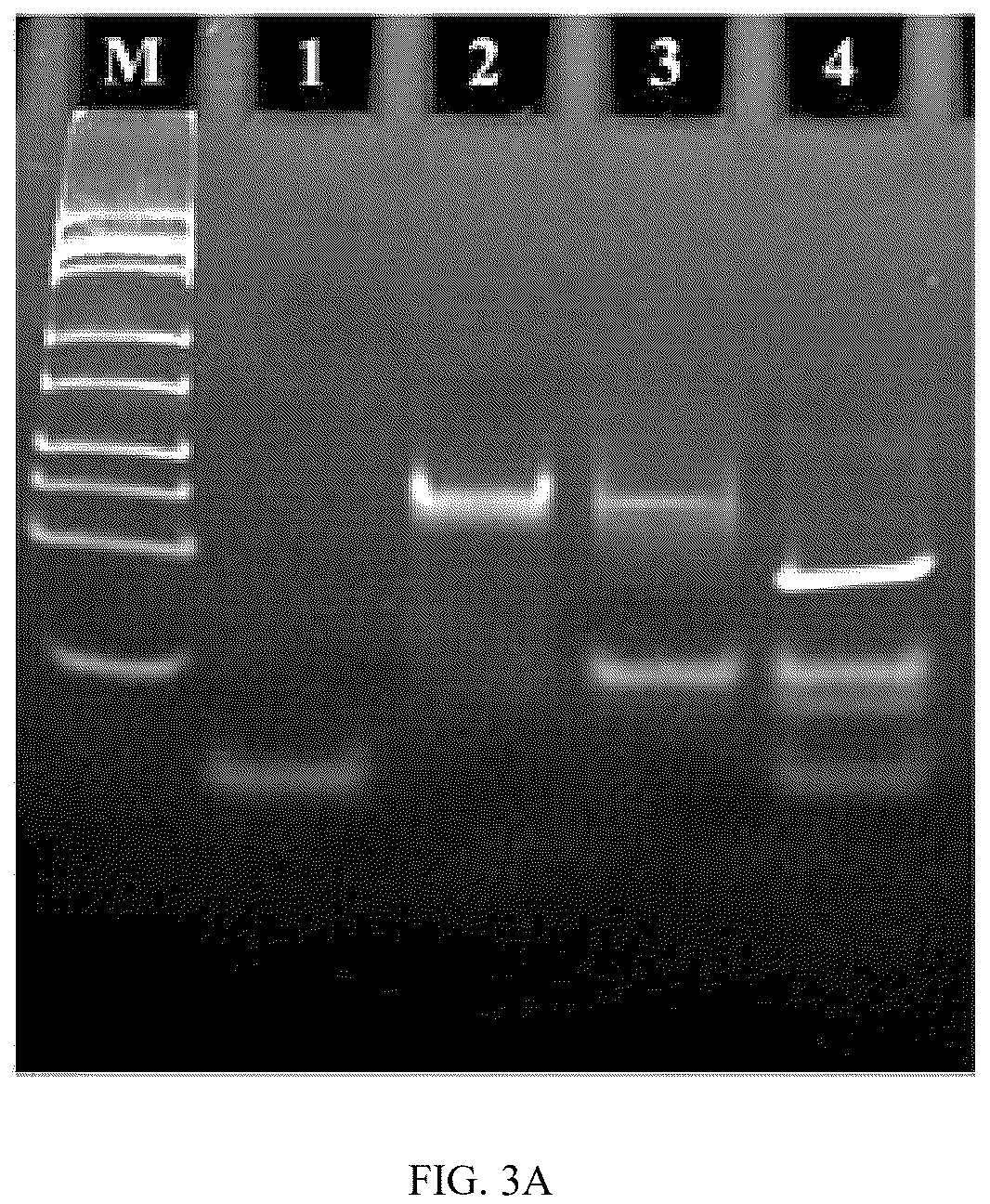 Patent US12360075 Figure 4 – Construction method and application of microRNA electrochemical biosensor