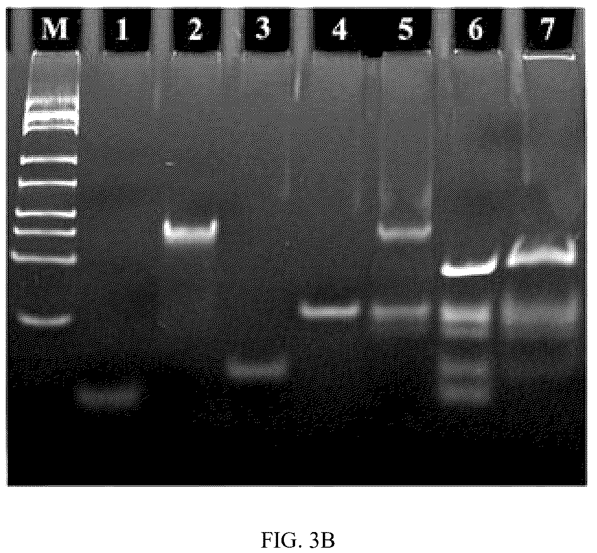 Patent US12360075 Figure 5 – Construction method and application of microRNA electrochemical biosensor