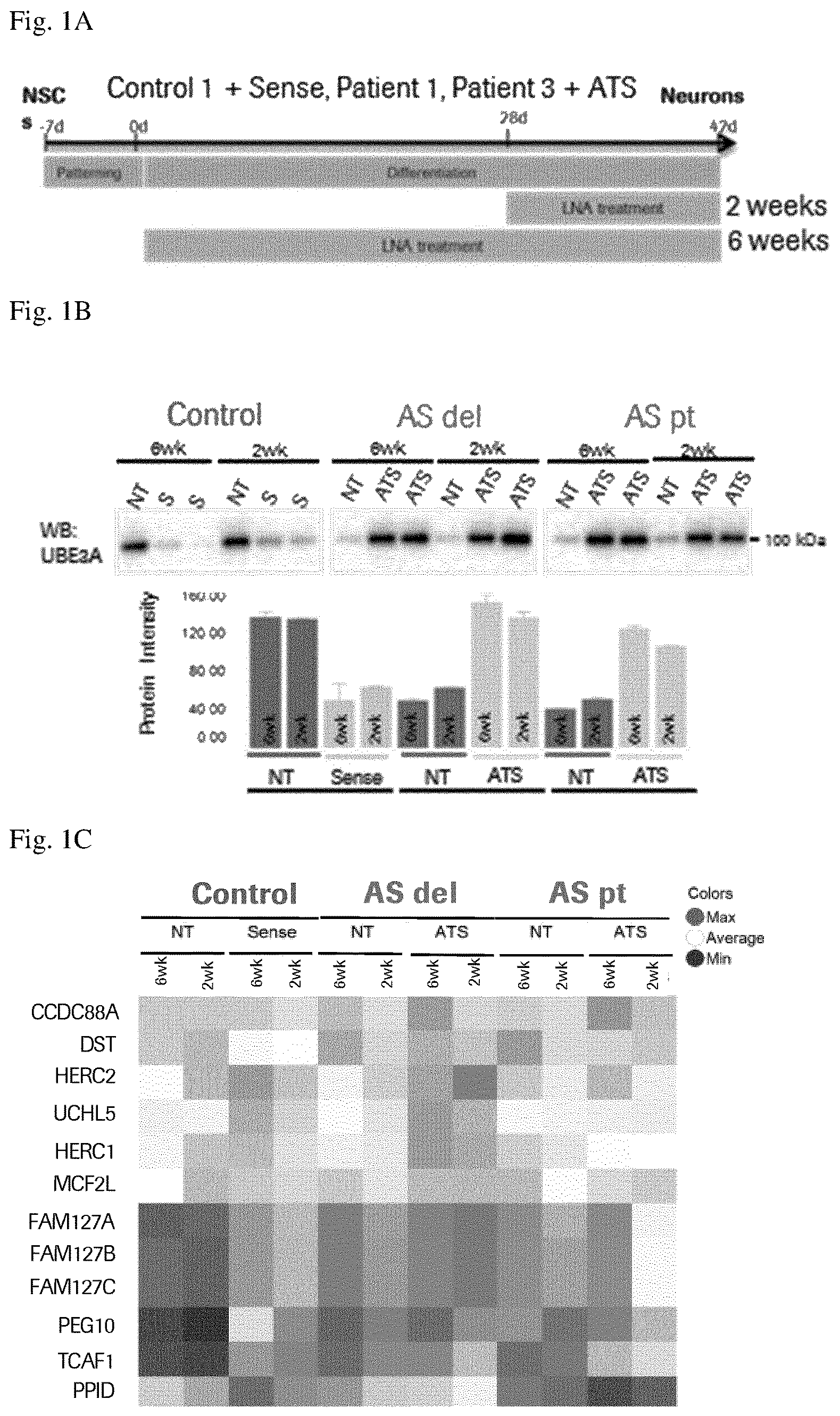 Patent US12360123 Figure 1 – E3 ubiquitin ligase (UBE3A) protein targets