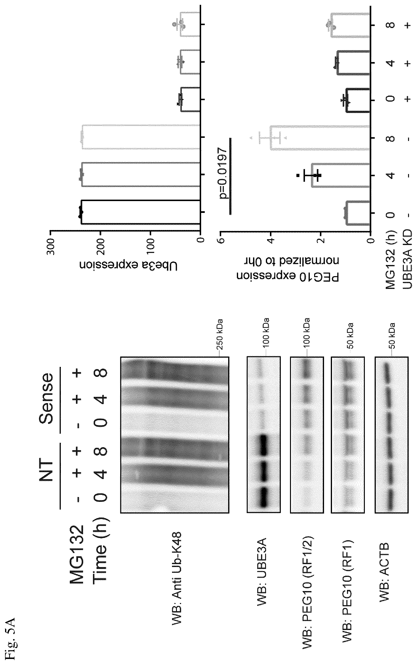 Patent US12360123 Figure 5 – E3 ubiquitin ligase (UBE3A) protein targets