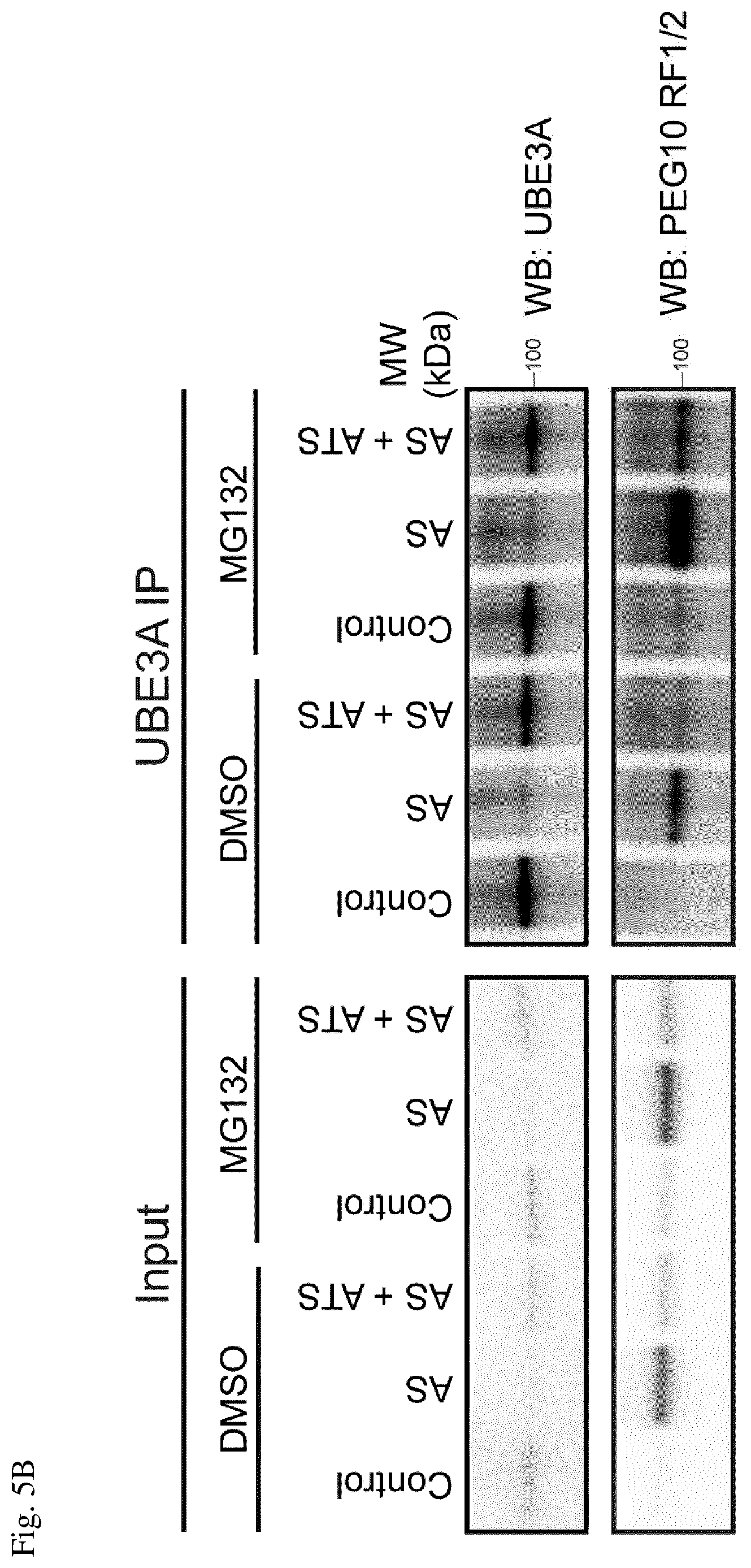Patent US12360123 Figure 6 – E3 ubiquitin ligase (UBE3A) protein targets