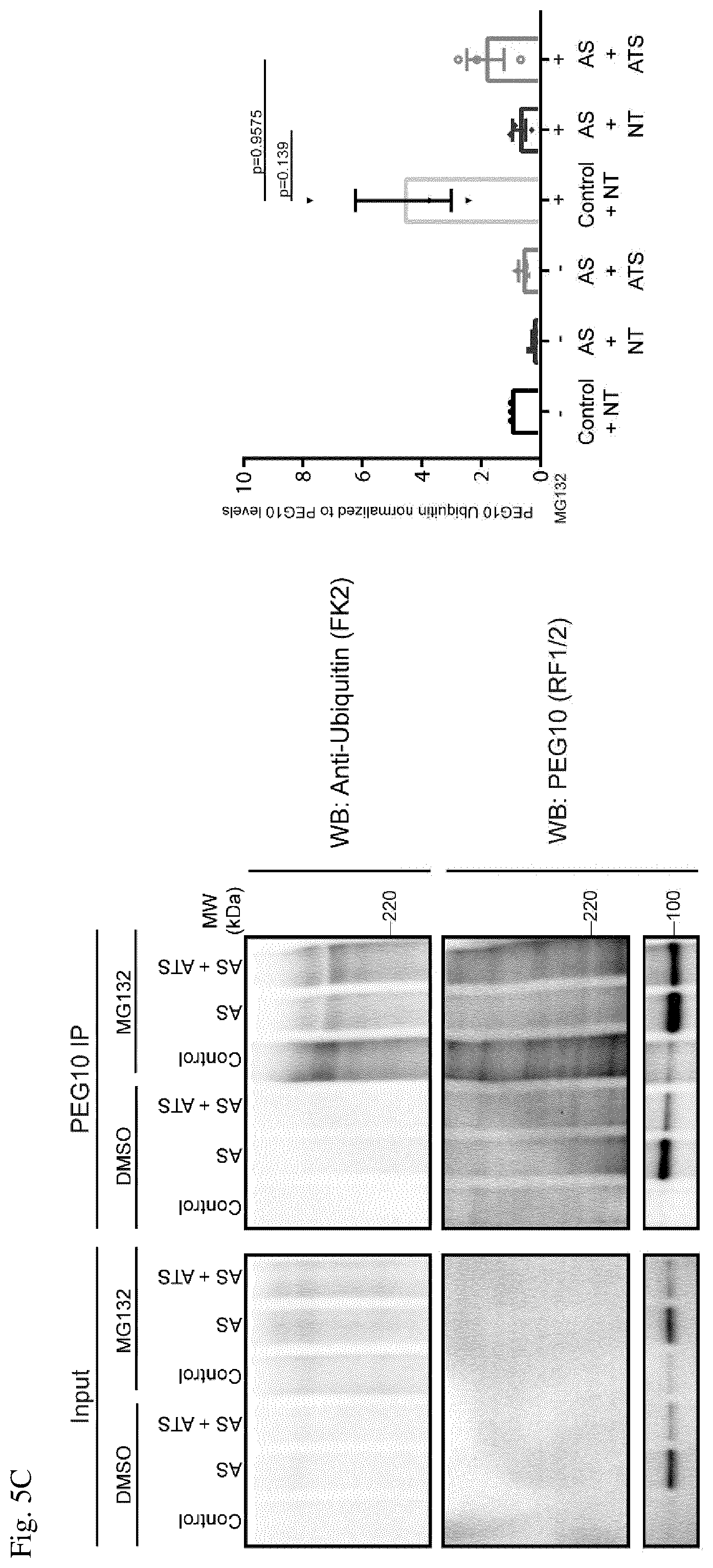 Patent US12360123 Figure 7 – E3 ubiquitin ligase (UBE3A) protein targets