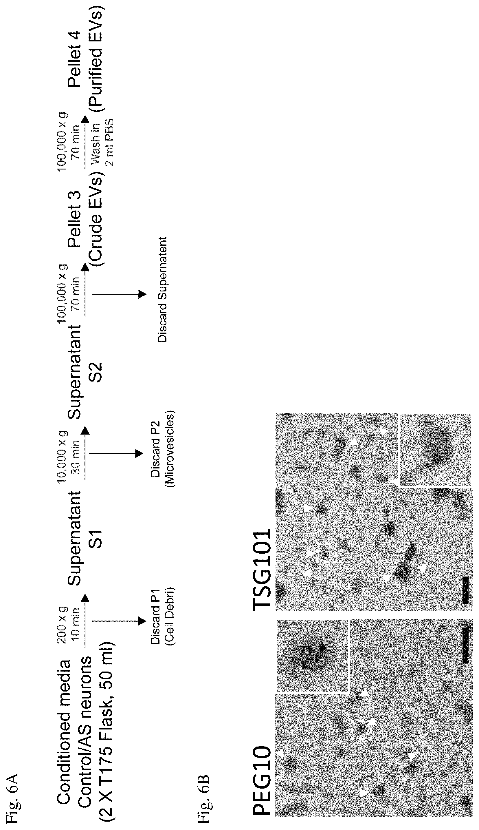 Patent US12360123 Figure 8 – E3 ubiquitin ligase (UBE3A) protein targets