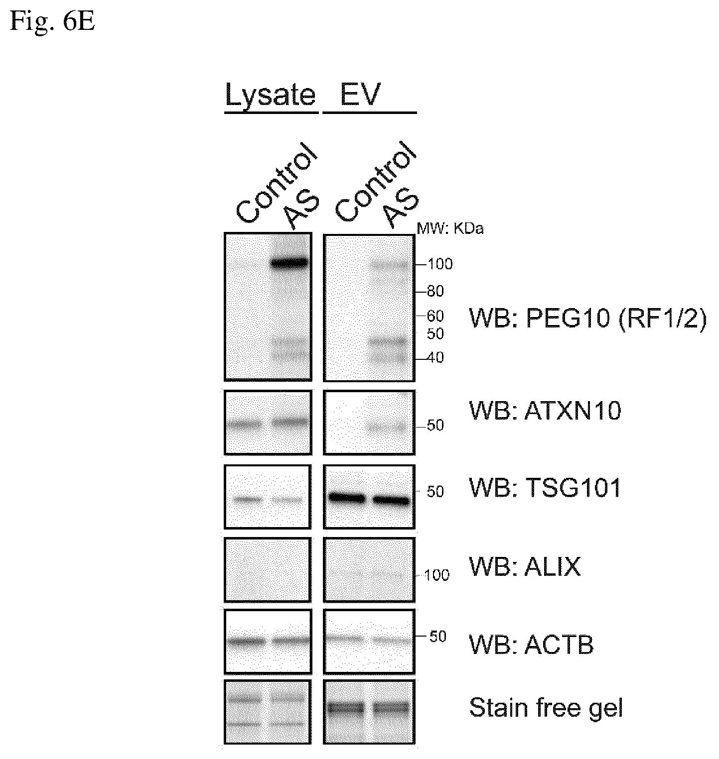 Patent US12360123 Figure 10 – E3 ubiquitin ligase (UBE3A) protein targets