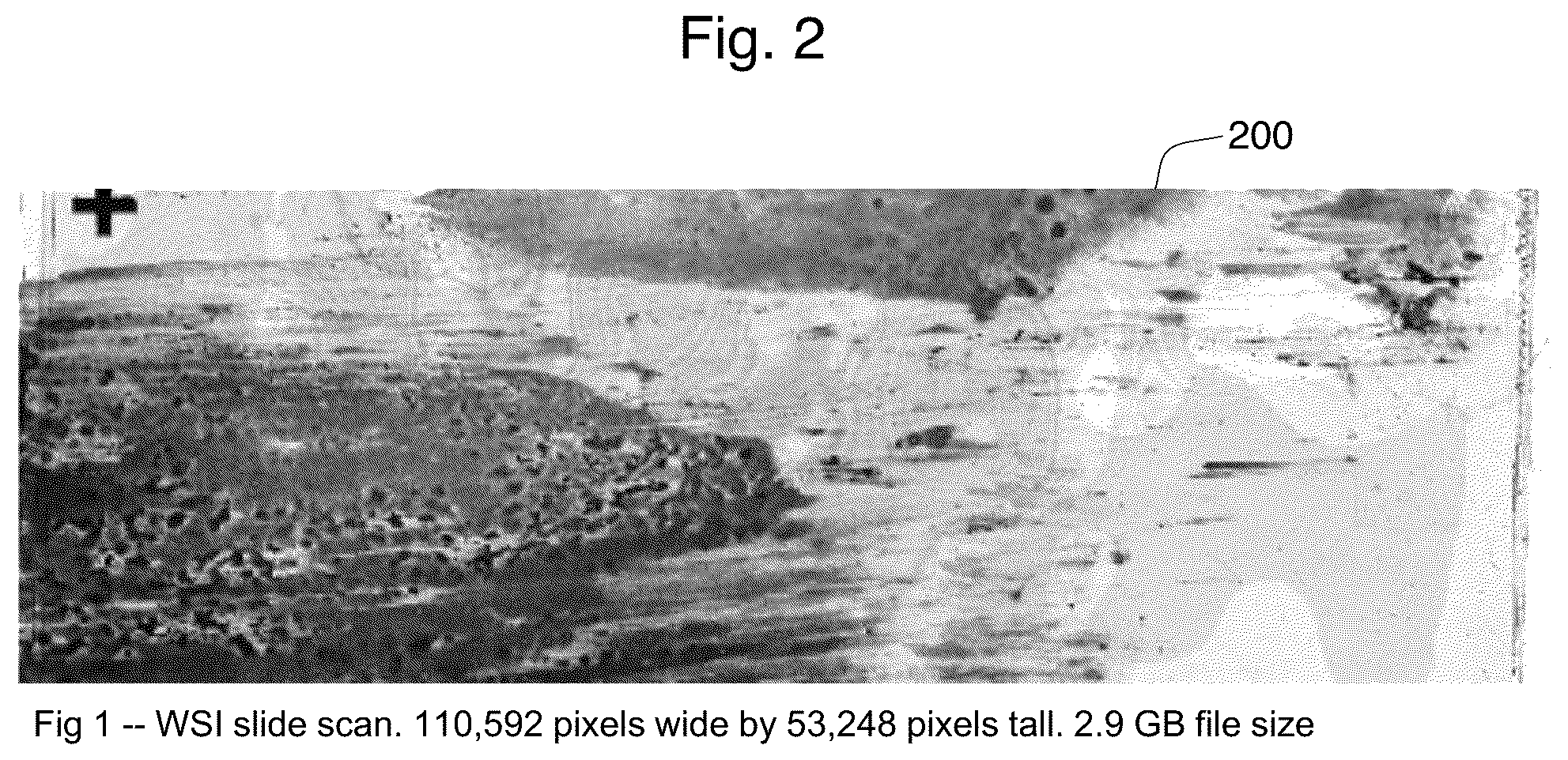 Patent US12361545 Figure 2 – Rapid on-site evaluation using artificial intelligence for lung cytopathology