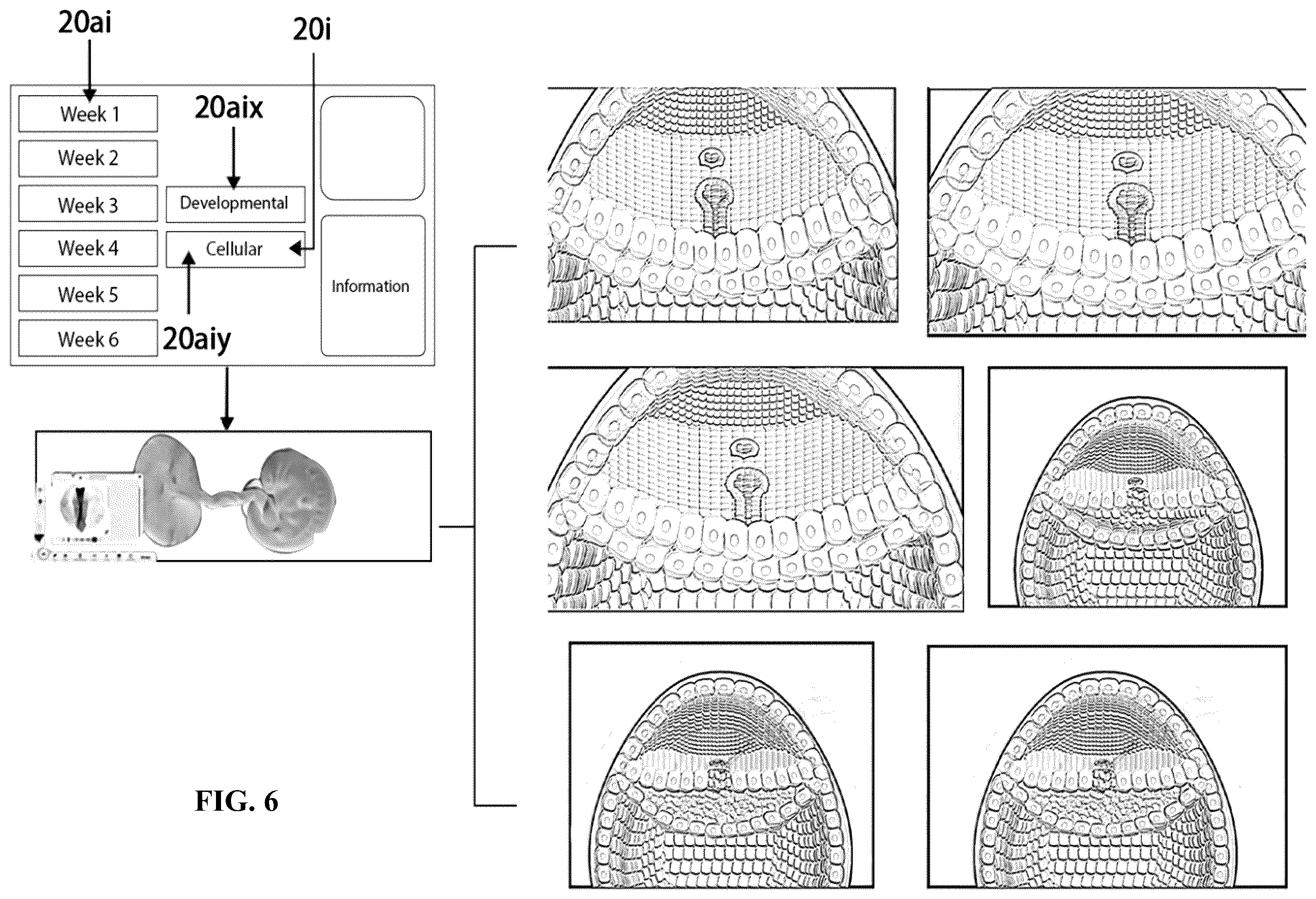 Patent US12361839 Figure 6 – System and method for simulation and understanding embryology