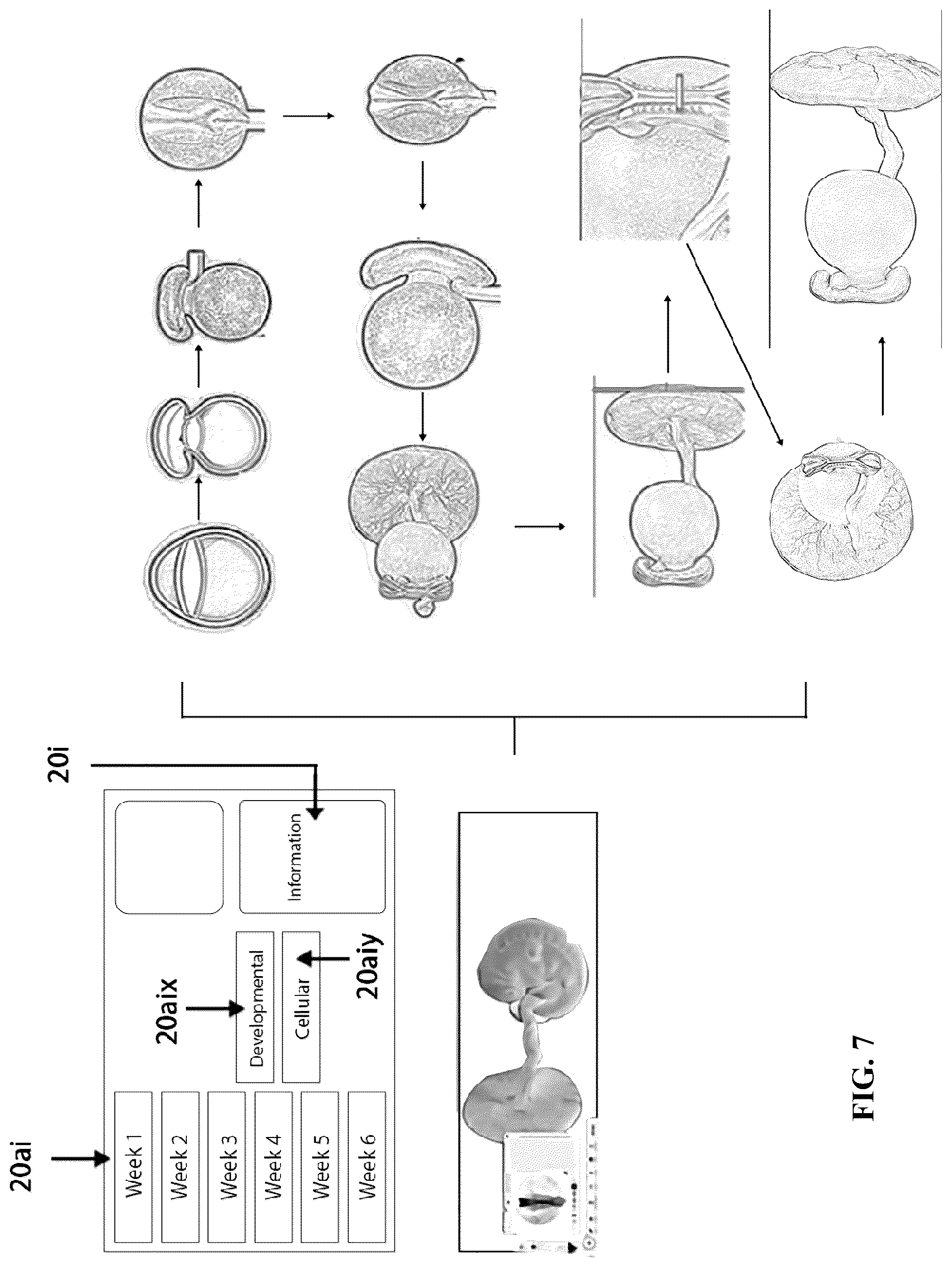 Patent US12361839 Figure 7 – System and method for simulation and understanding embryology