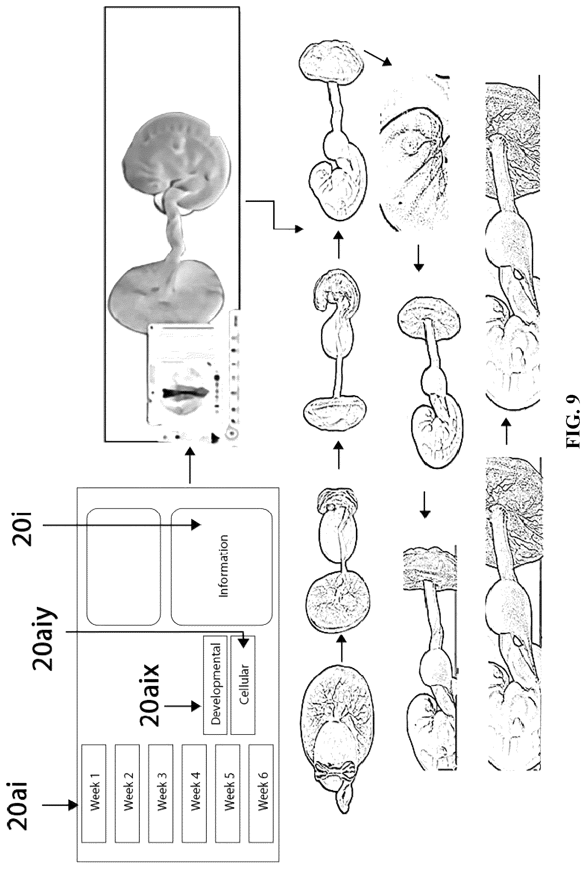 Patent US12361839 Figure 9 – System and method for simulation and understanding embryology