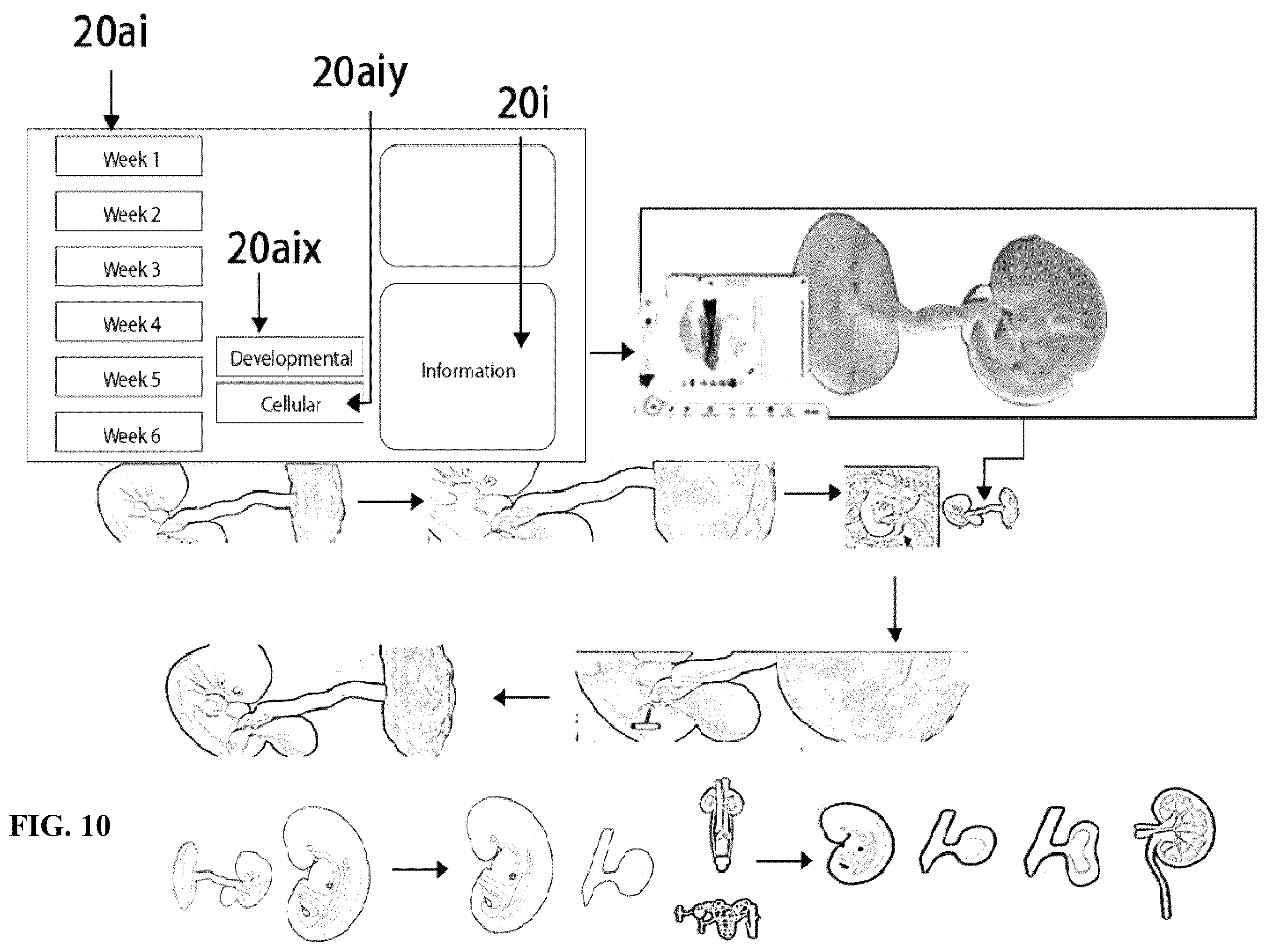 Patent US12361839 Figure 10 – System and method for simulation and understanding embryology