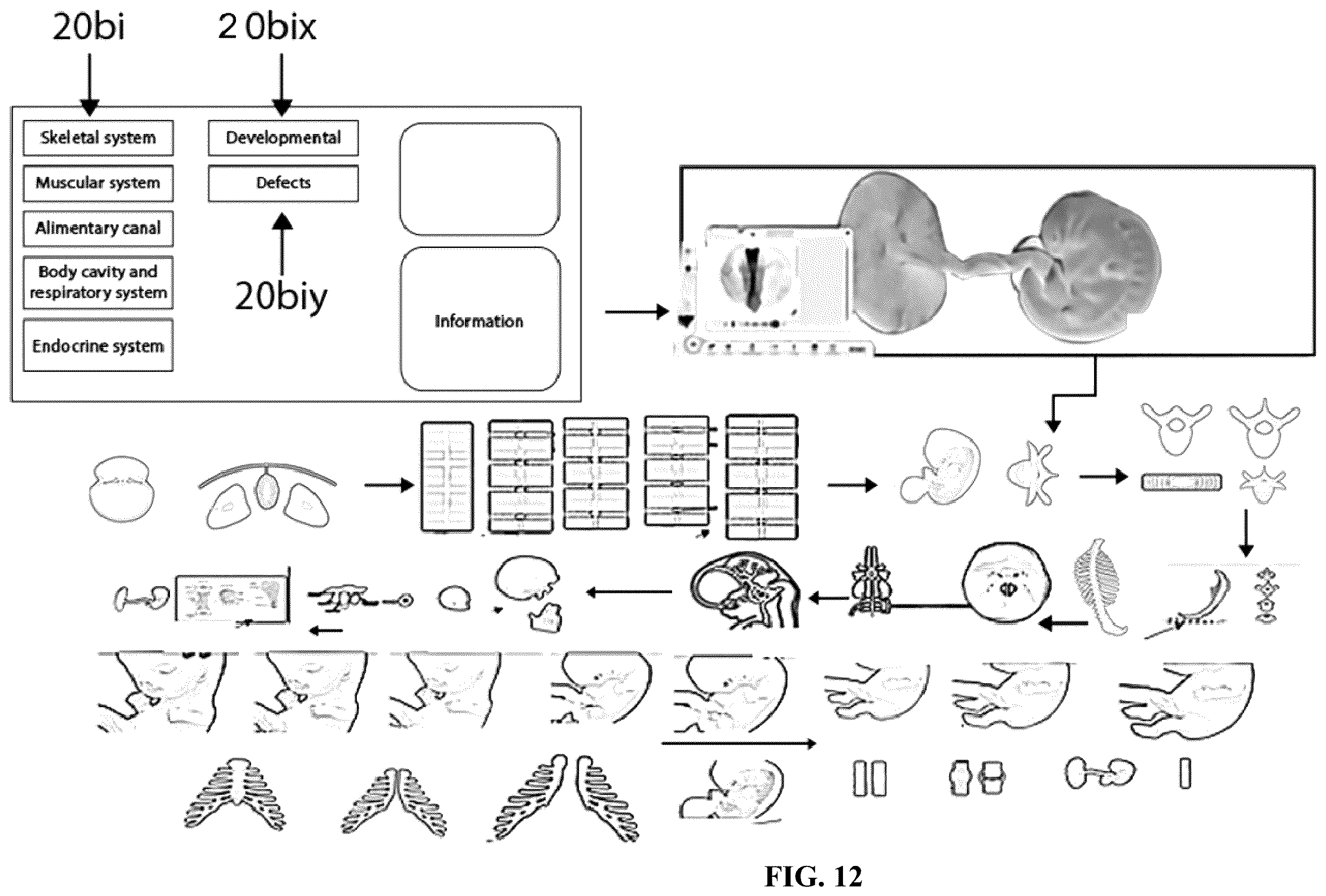Patent US12361839 Figure 12 – System and method for simulation and understanding embryology