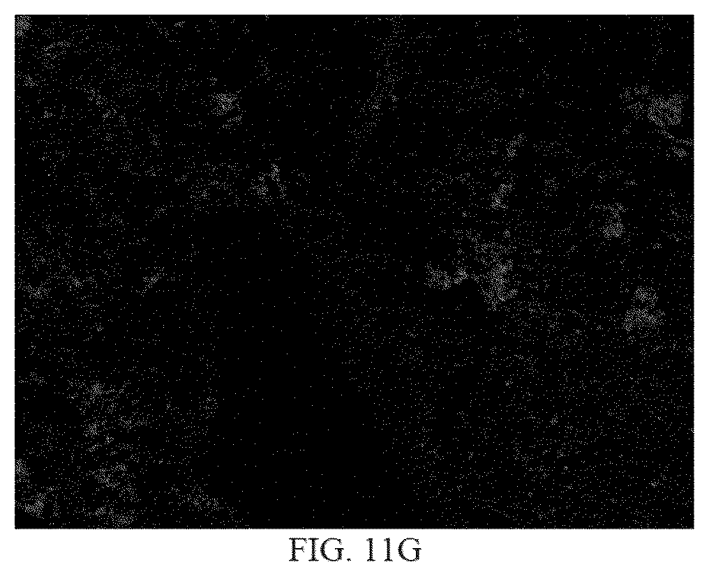 Patent US12365637 Figure 9 – Compacted muriate of potash fertilizers containing micronutrients and methods of making same