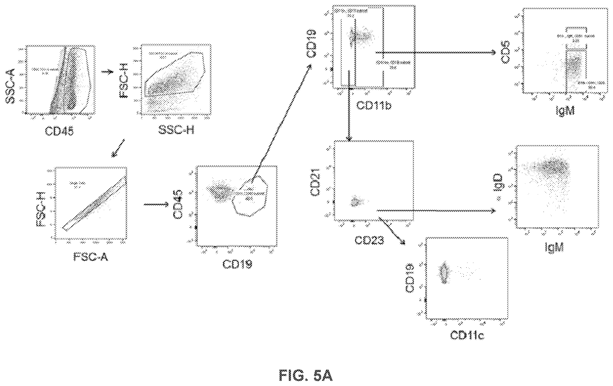 Patent US12365651 Figure 18 – Use of pirfenidone and derivatives for modulation of B lymphocyte activity and organ protection from acute tissue damage