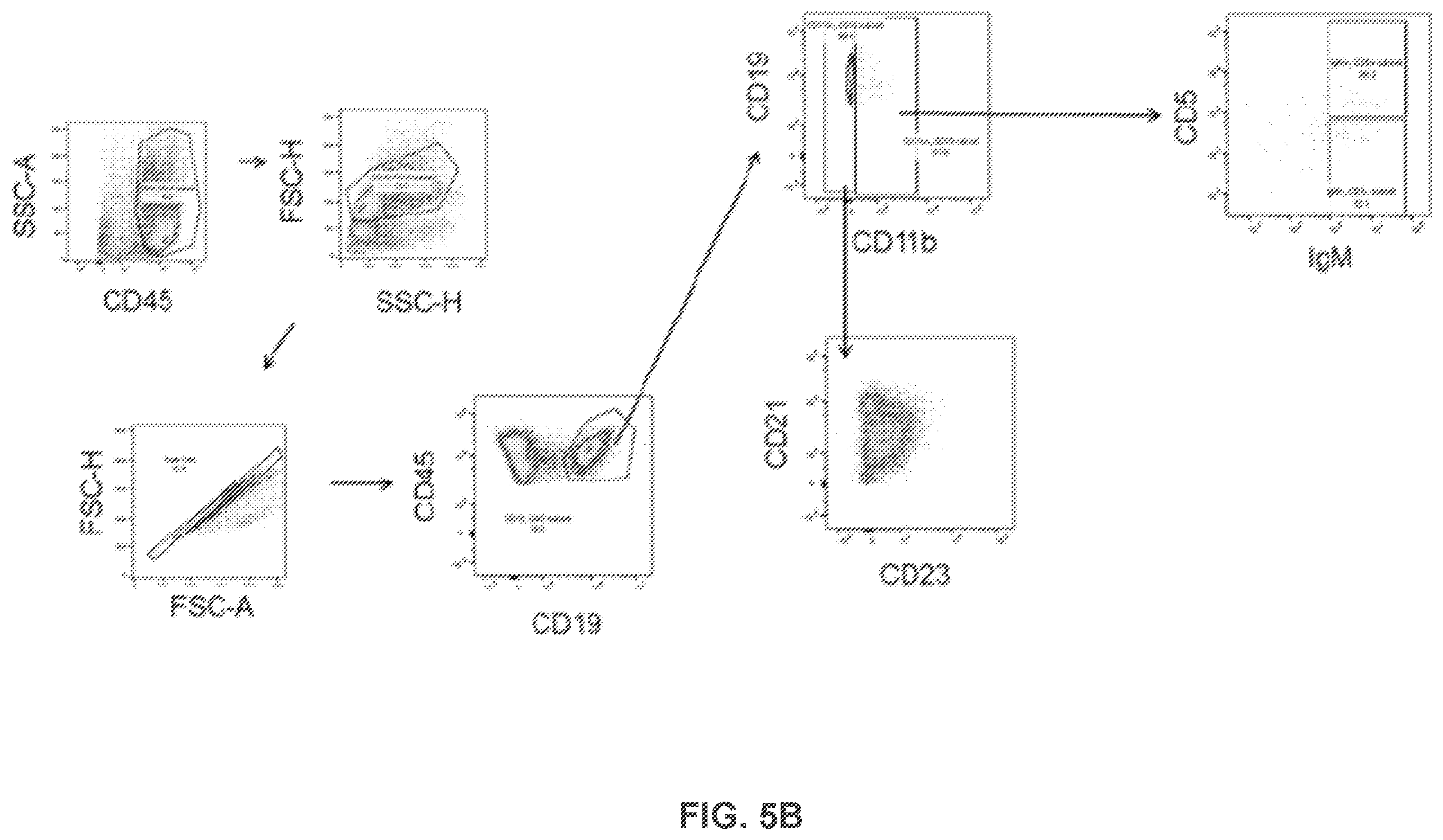 Patent US12365651 Figure 19 – Use of pirfenidone and derivatives for modulation of B lymphocyte activity and organ protection from acute tissue damage